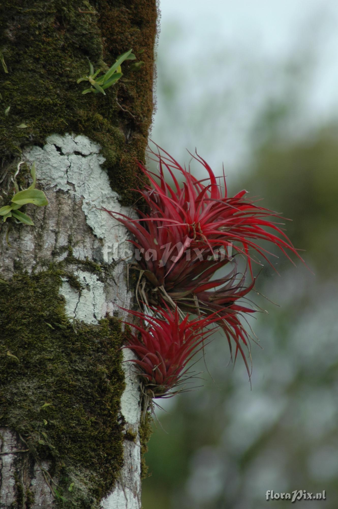 Tillandsia brachycaulos