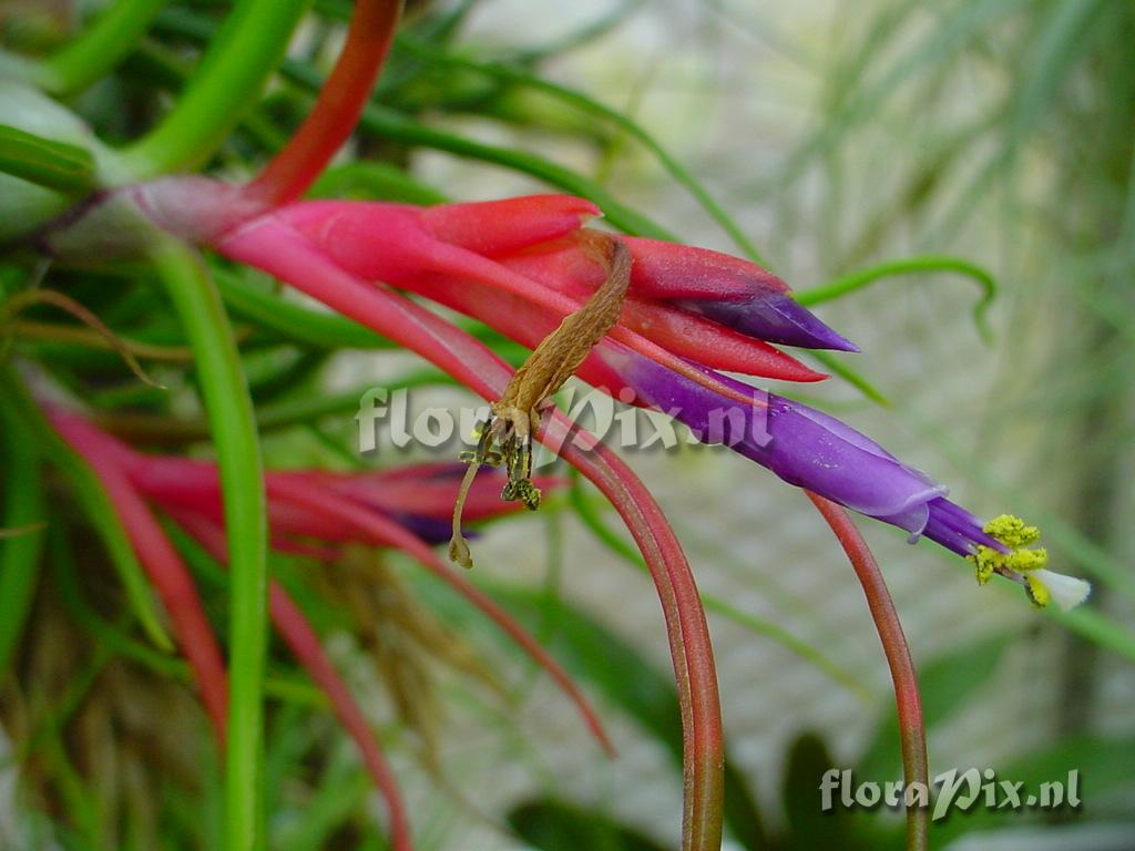 Tillandsia bulbosa