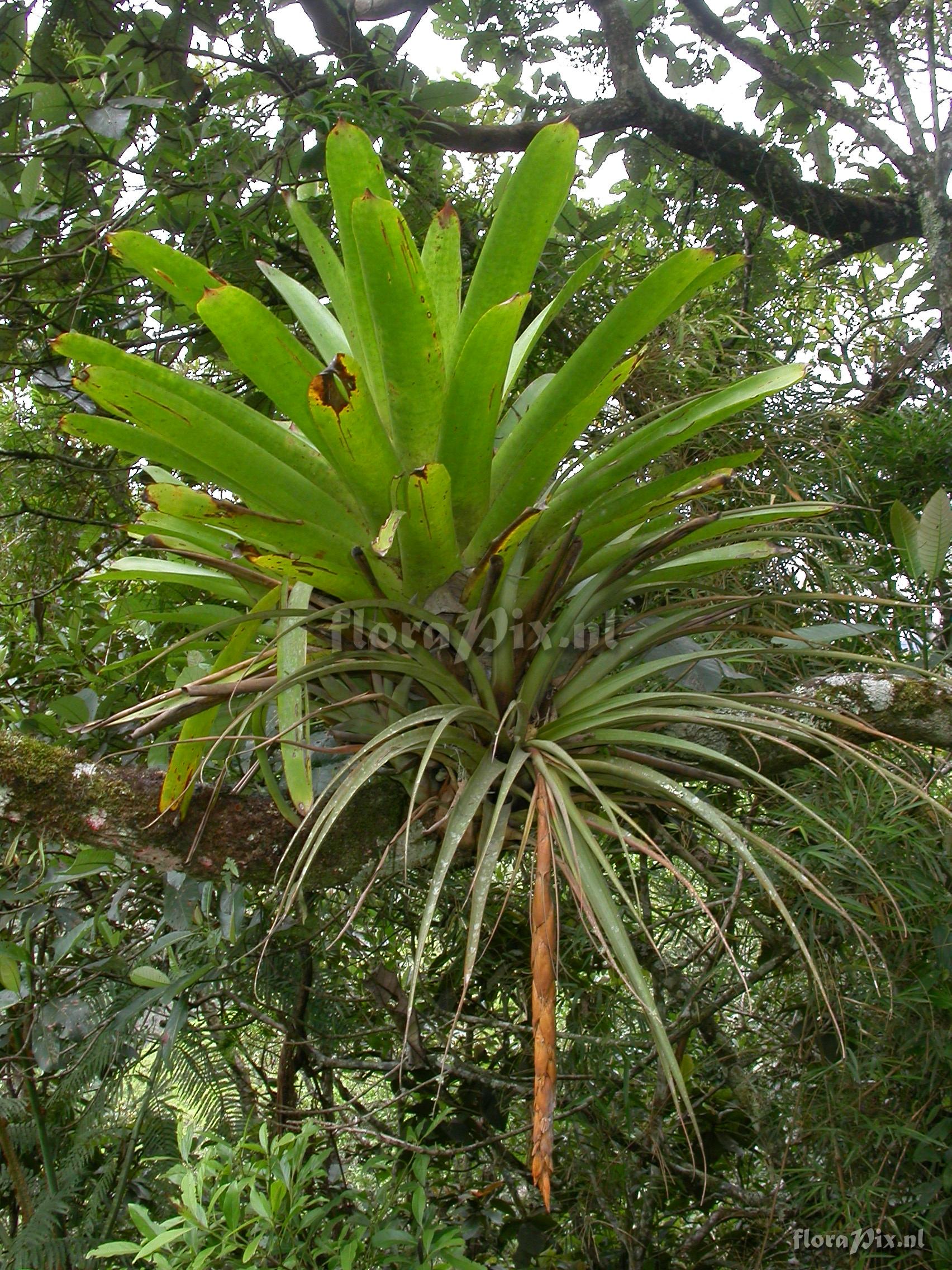 Vriesea tequendamae (Andre)L.B.Sm.