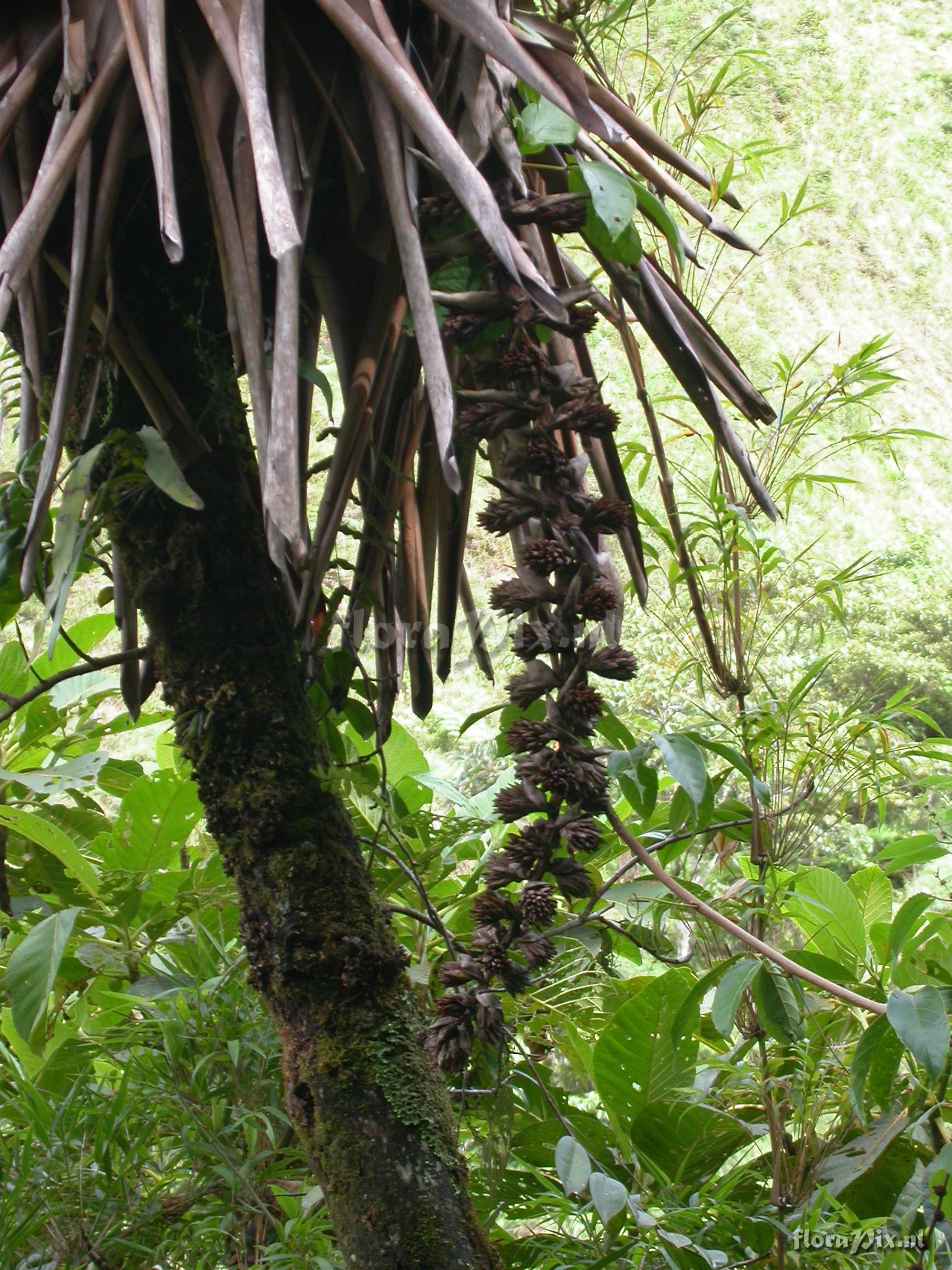 Mezobromelia capituligera