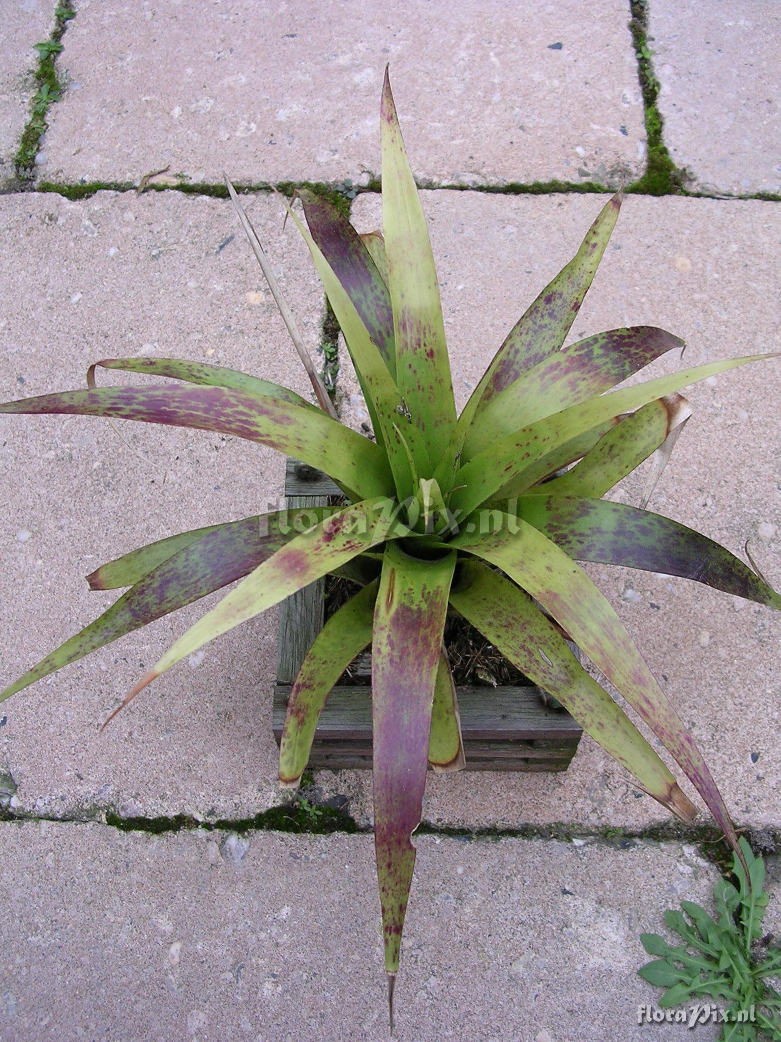 Tillandsia barbeana