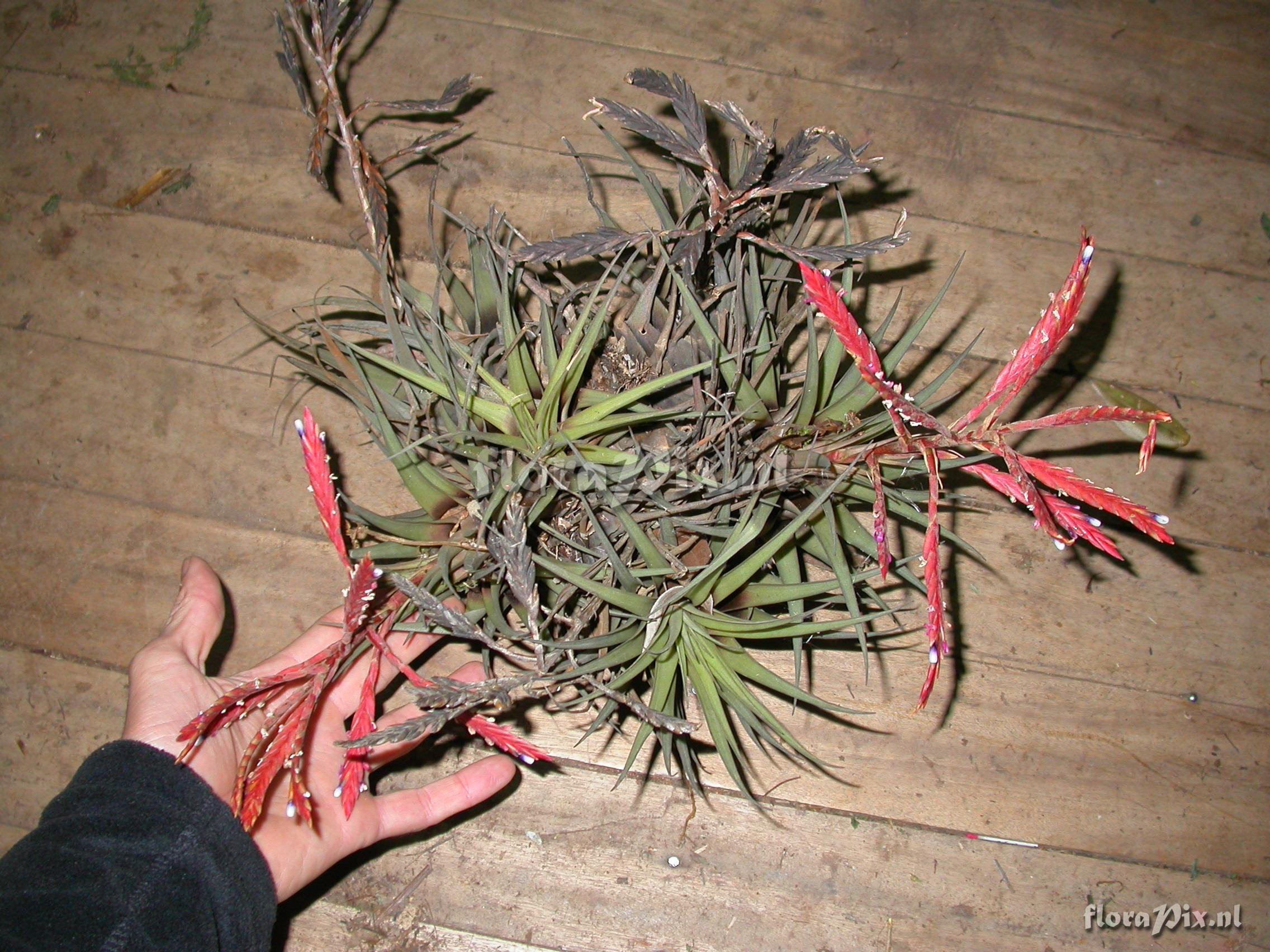 Tillandsia heterandra (Andr) L.B. Sm.