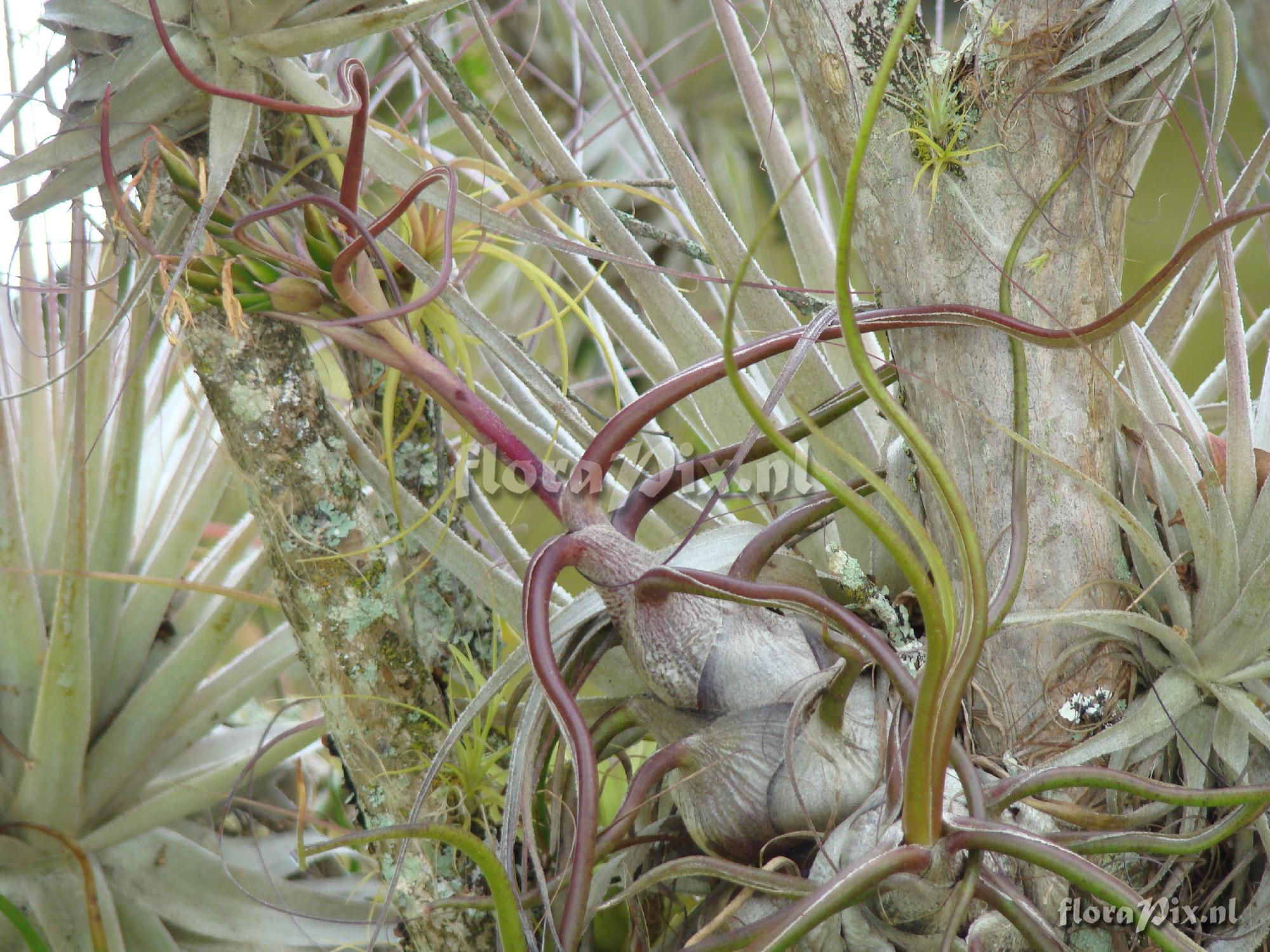 Tillandsia bulbosa