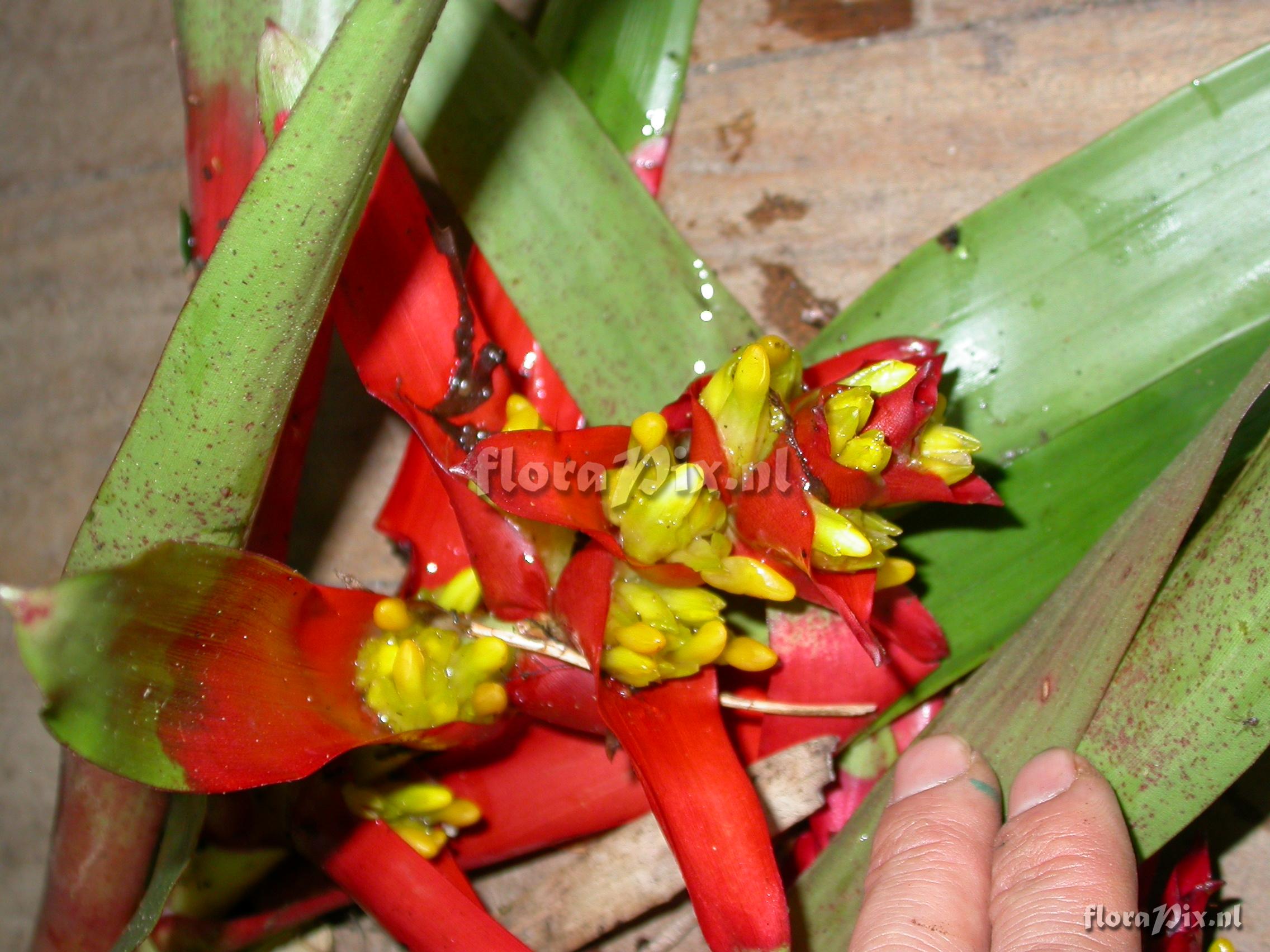 Guzmania sp- nov. 