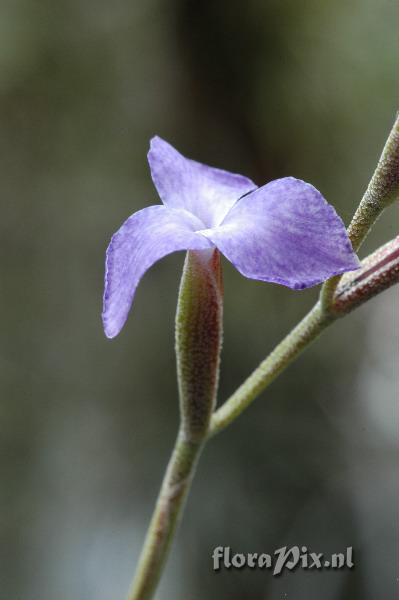 Tillandsia caerulea