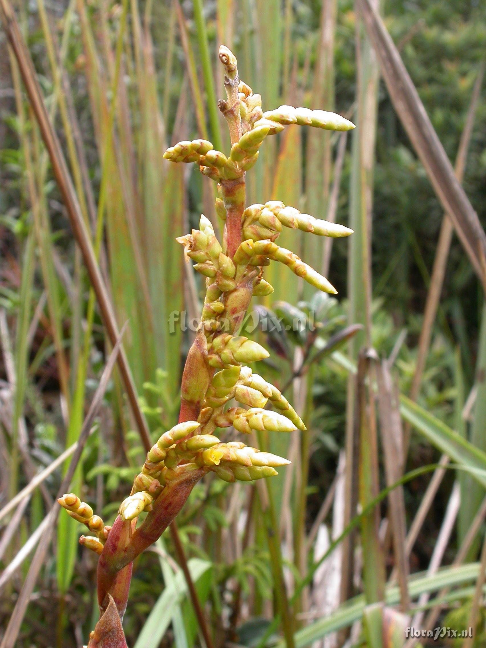 Racinaea euryelytra J.R. Grant