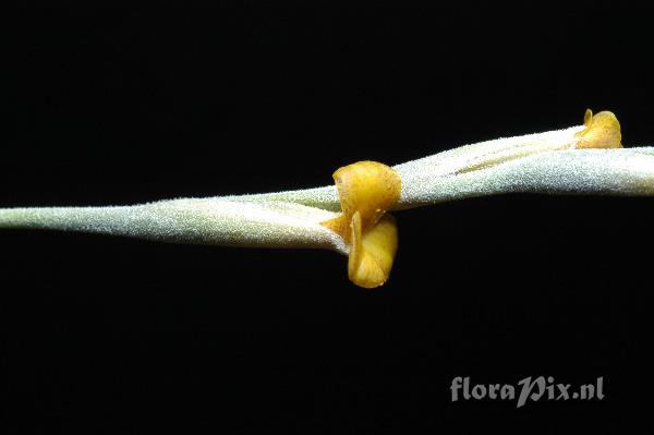 Tillandsia caliginosa