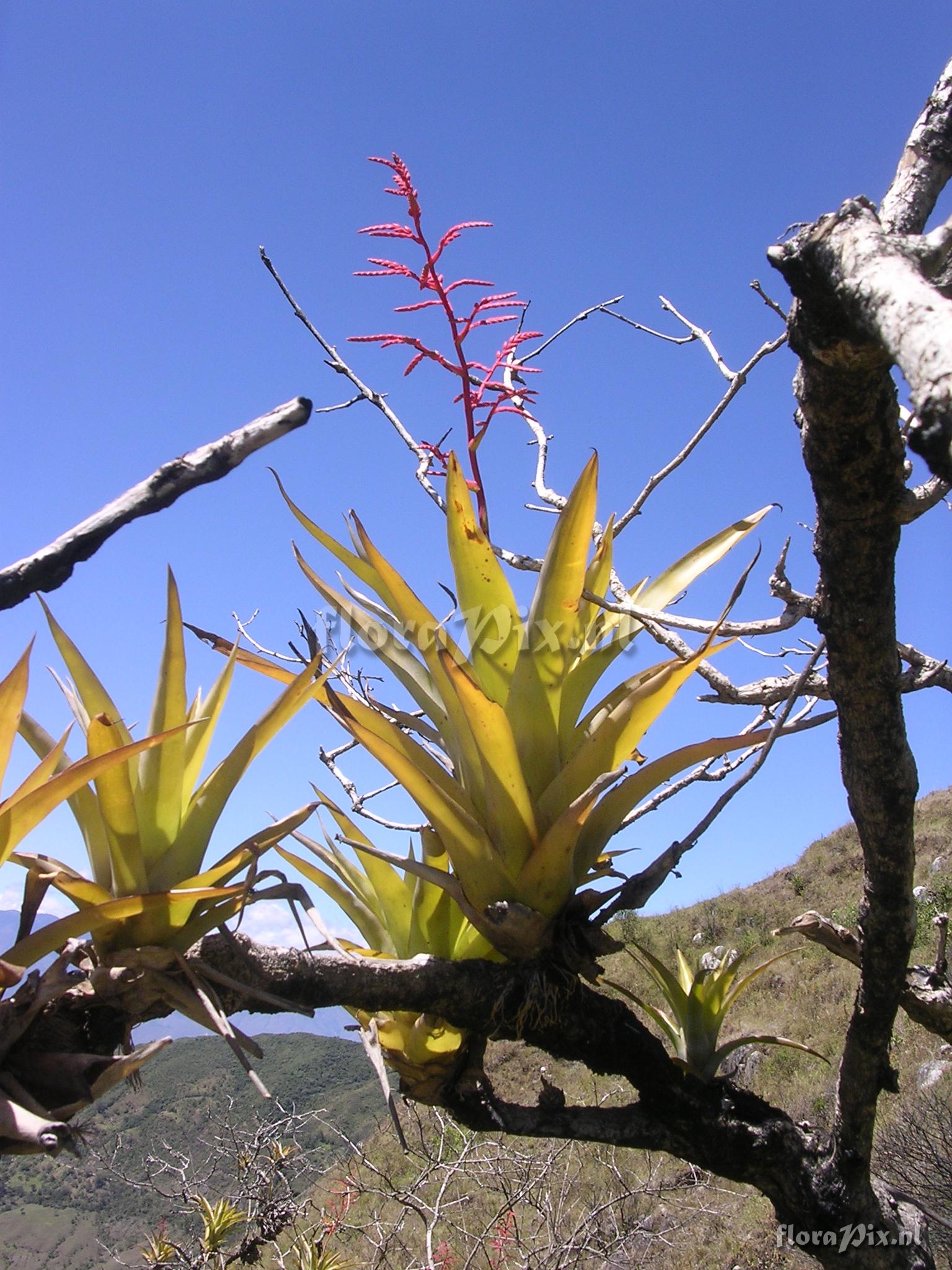Racinaea multiflora var. tomensis (Benth.) M.A. Spencer & L.B. Sm.