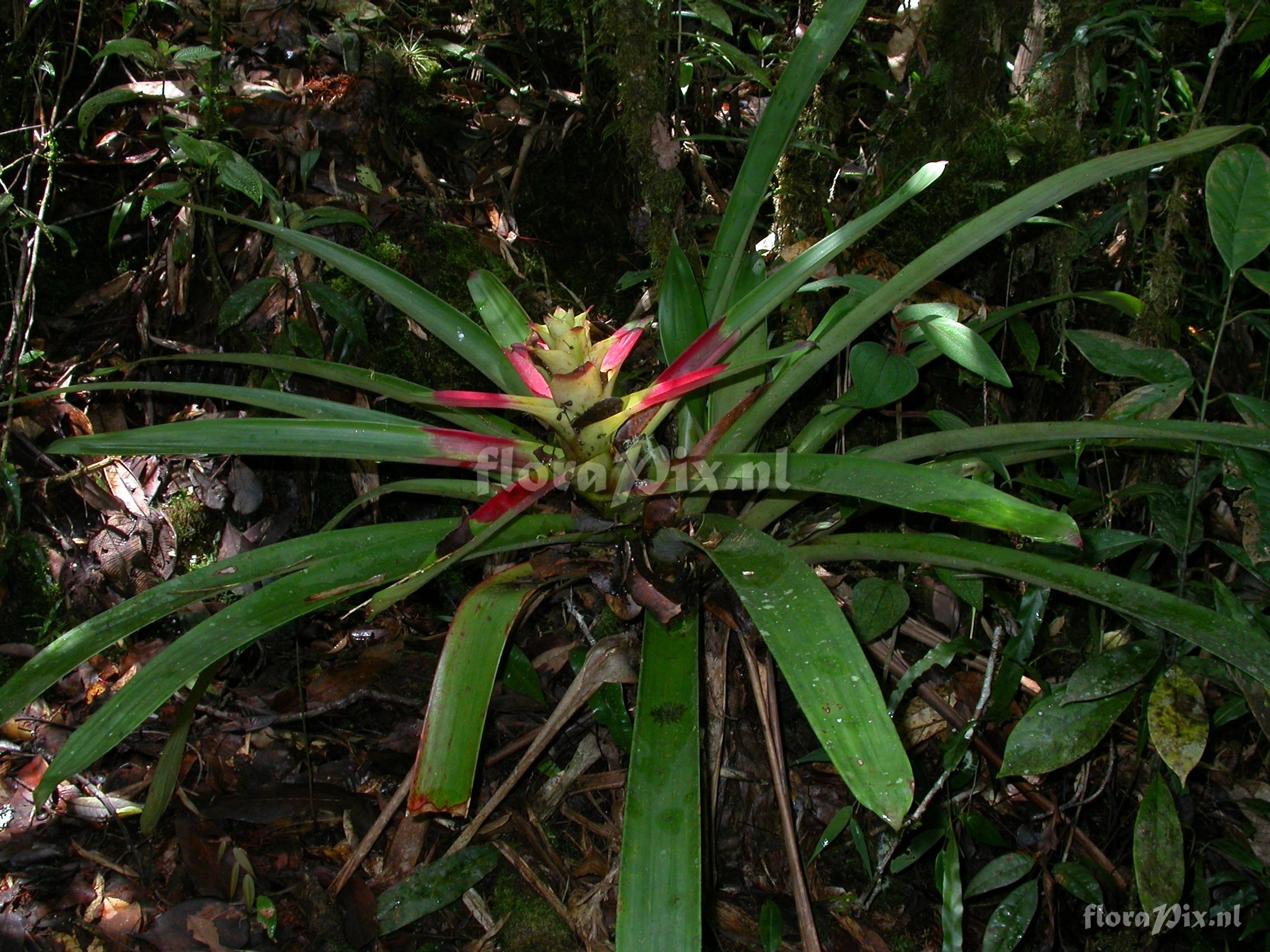 Guzmania squarrosa (Mez & Sodiro) L.B. Smith & Pittd.