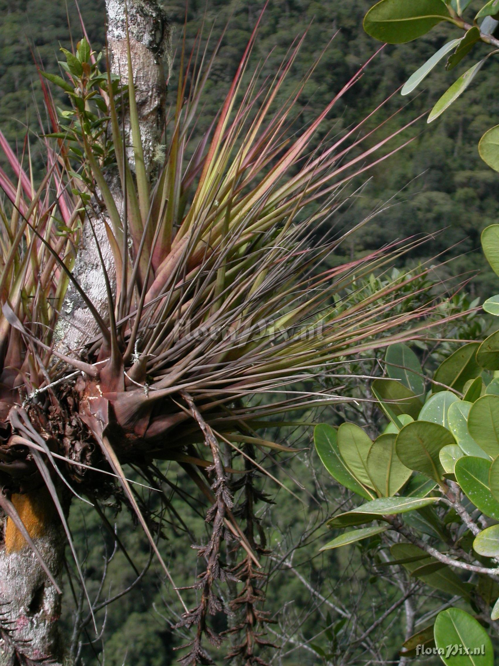 Vriesea appendiculata 
