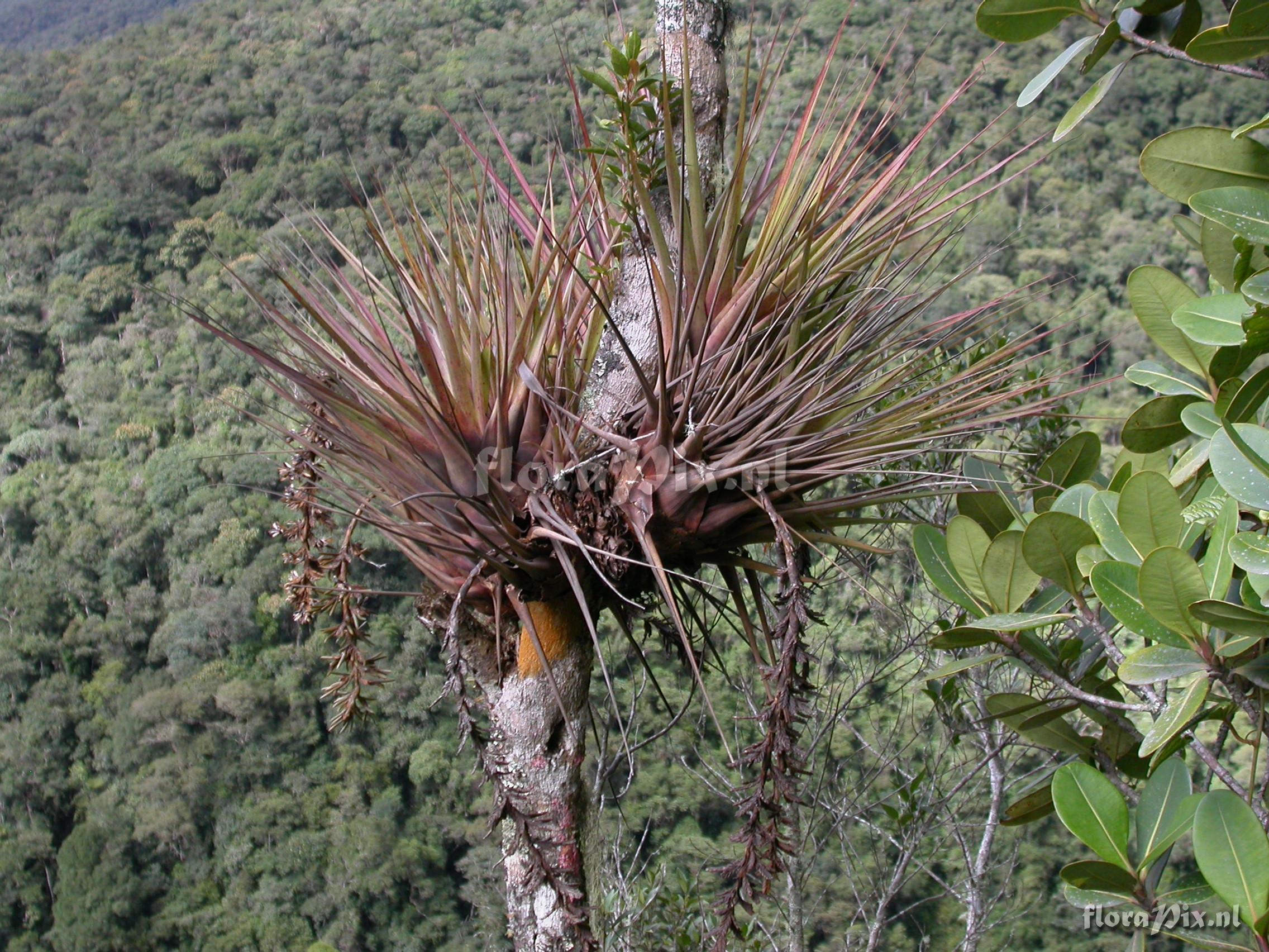 Vriesea appendiculata 