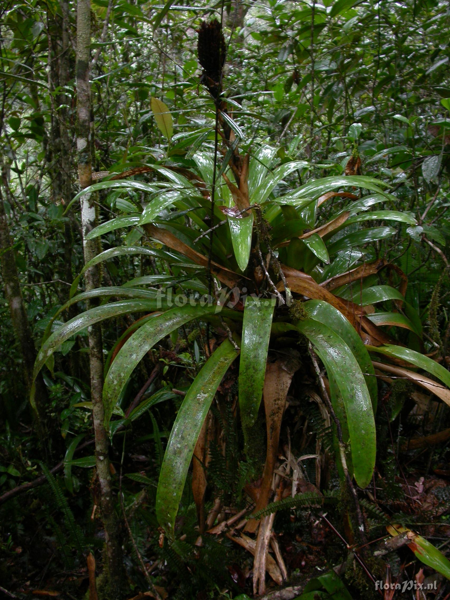 Guzmania  