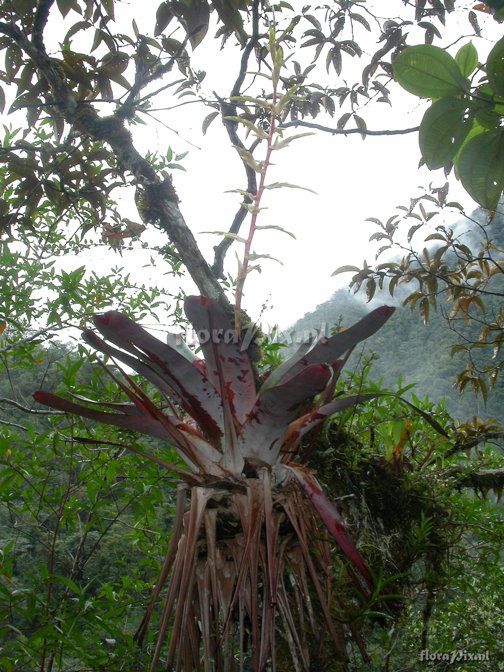 Tillandsia asplundii L.B. Sm.