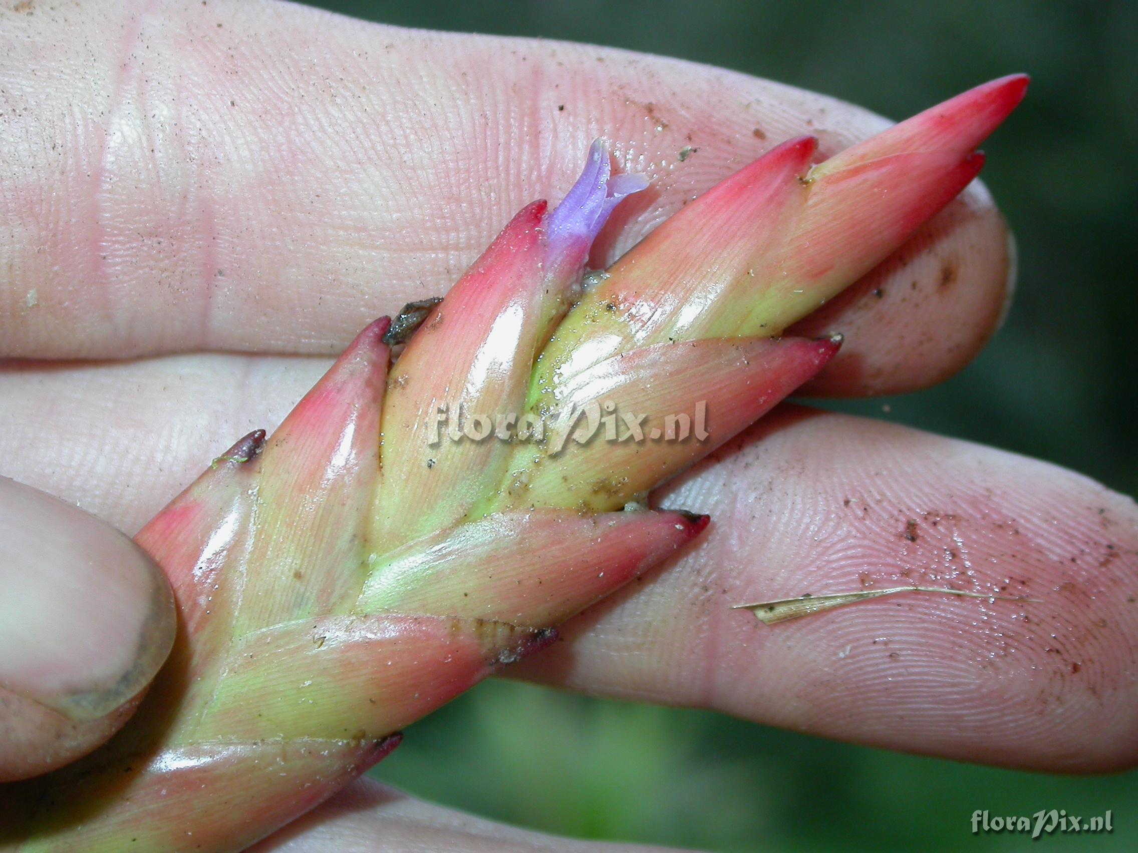 Tillandsia pyramidata Andr