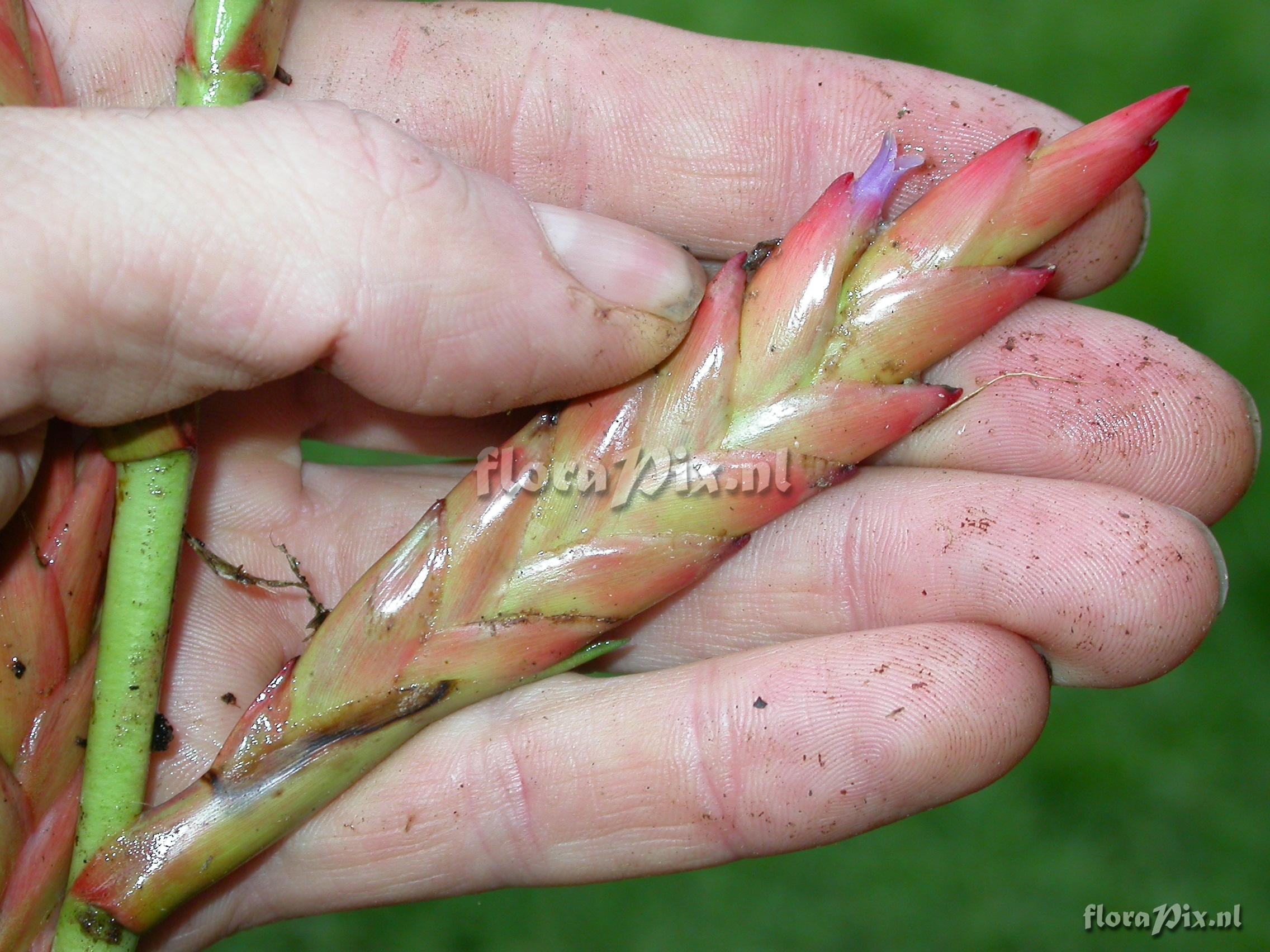 Tillandsia pyramidata Andr