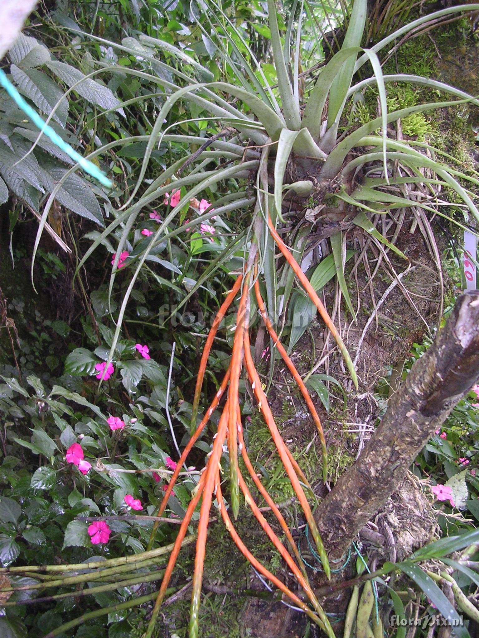 Tillandsia barthlottii Rauh