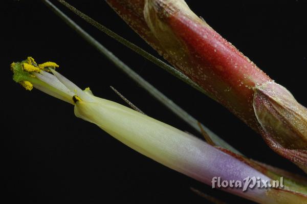 Tillandsia sp.nov.Ehlers
