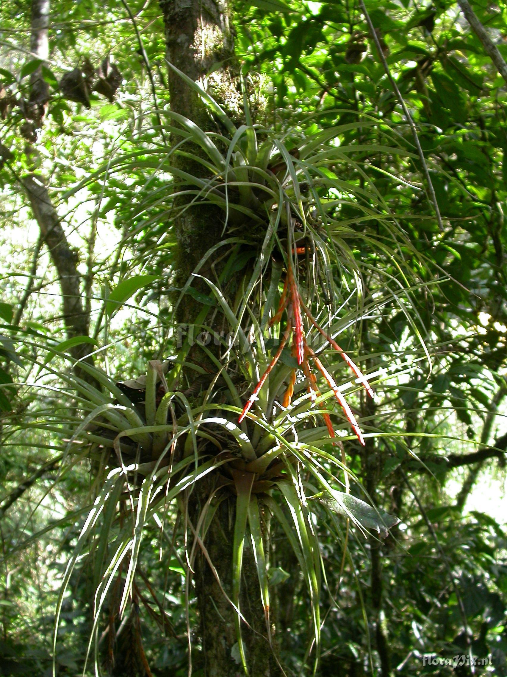 Tillandsia barthlottii Rauh