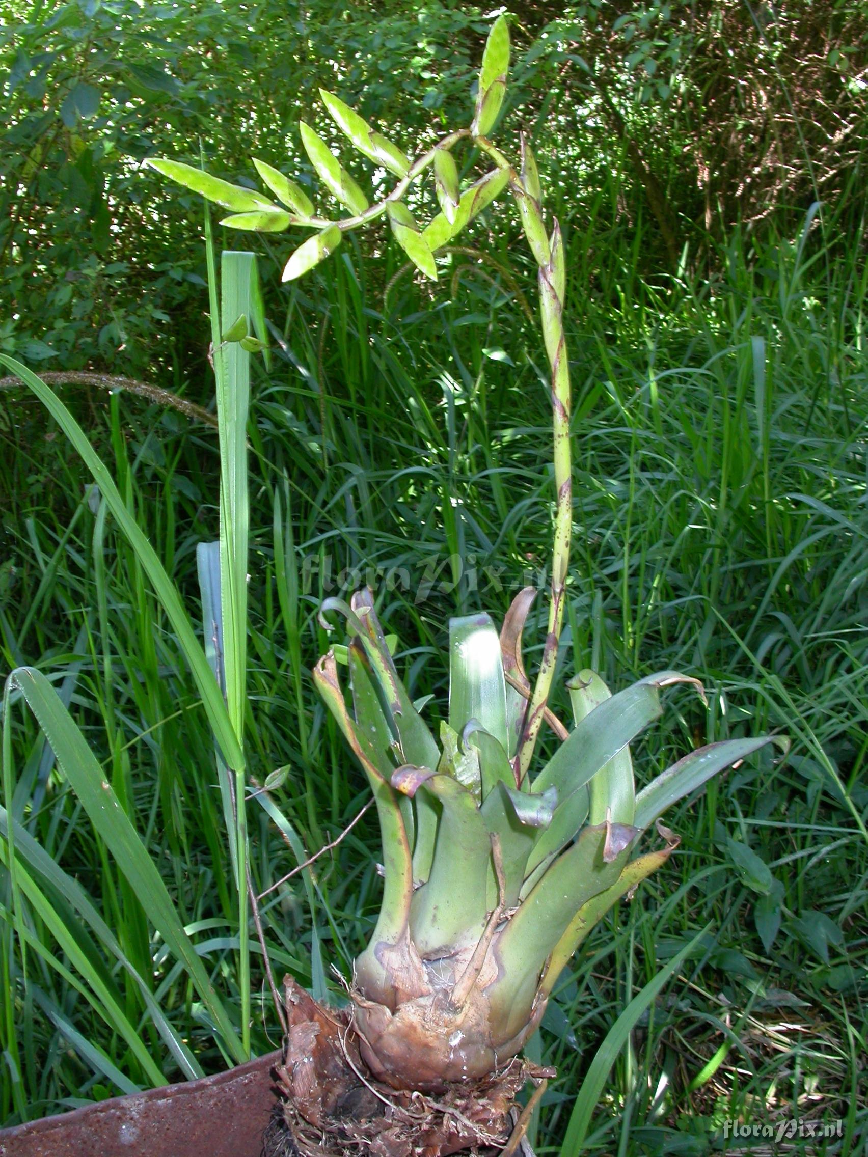 Racinaea riocreuxii (Andre) M.A.Spencer & L.B.Sm.