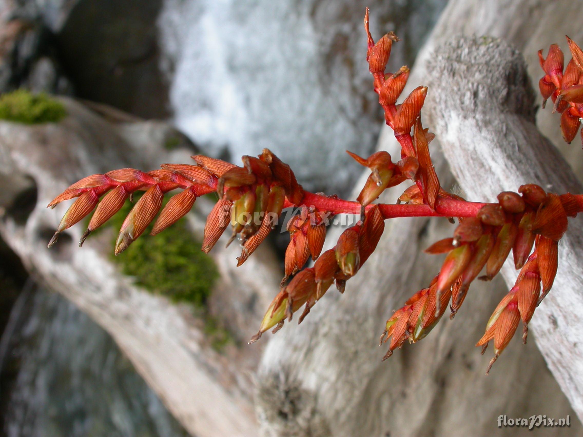 Tillandsia truncata L.B. Sm. var. major H. Luther 