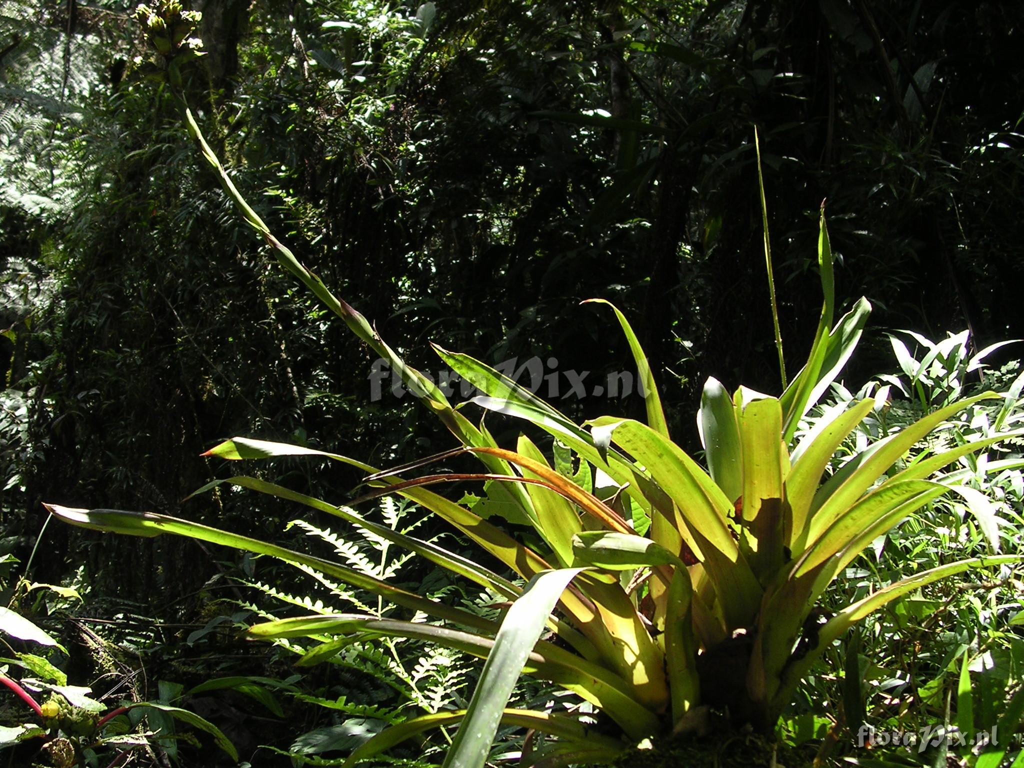 Guzmania confusa L.B. Sm.