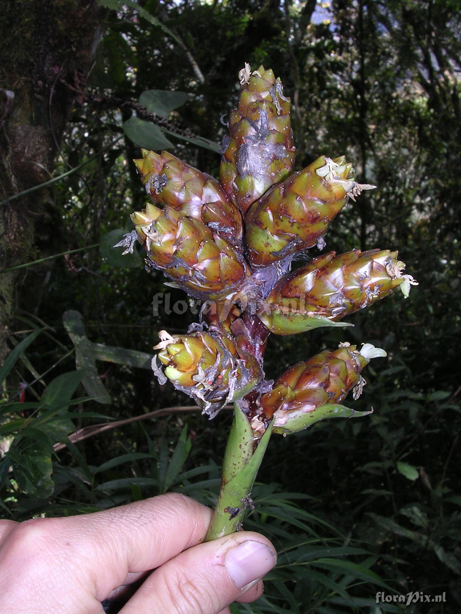 Guzmania confusa L.B. Sm.