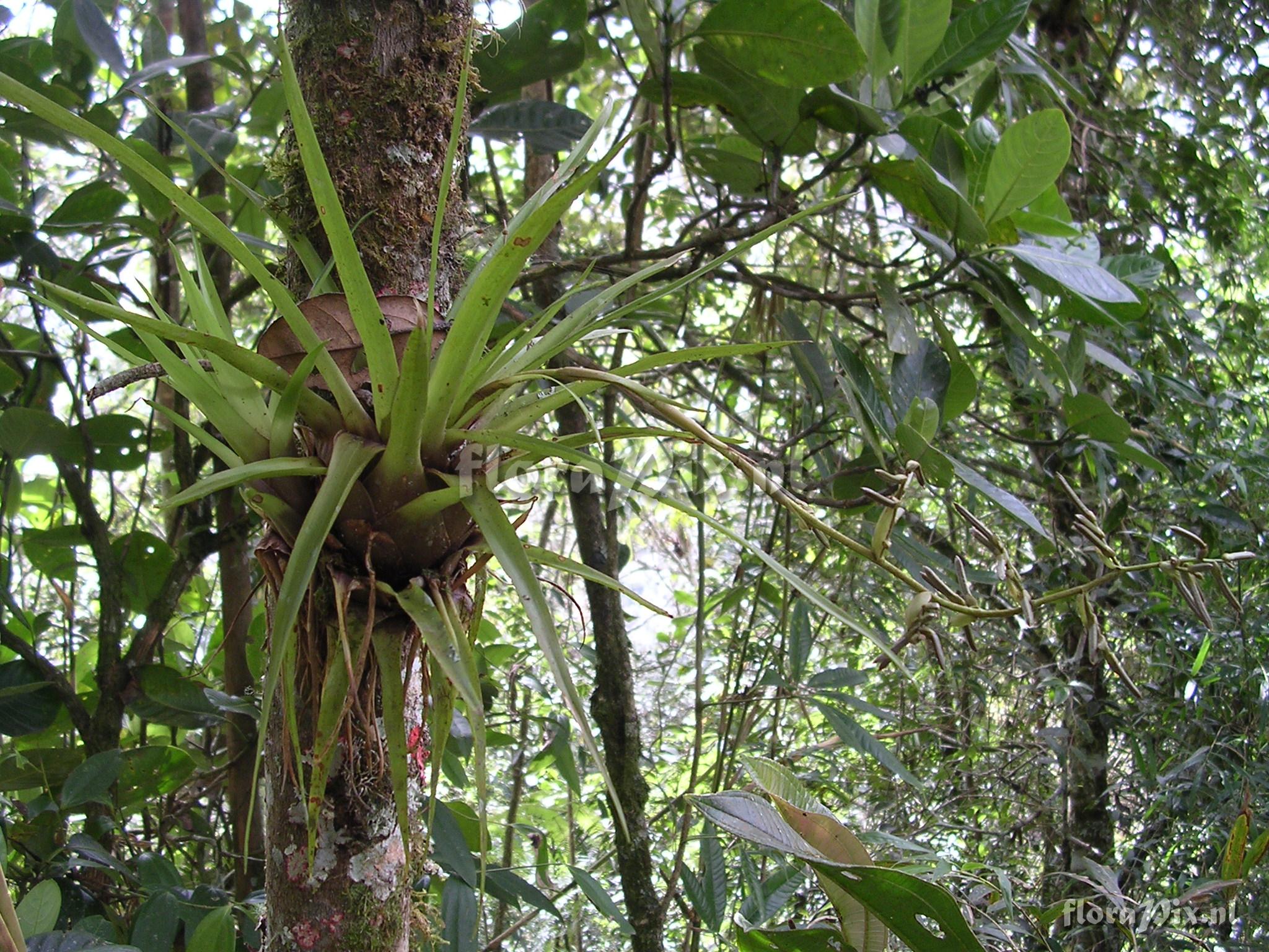 Racinaea schumanniana 