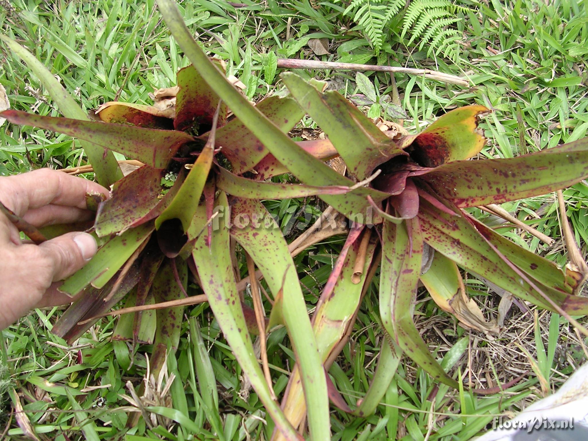 Racinaea aff. penduliflora