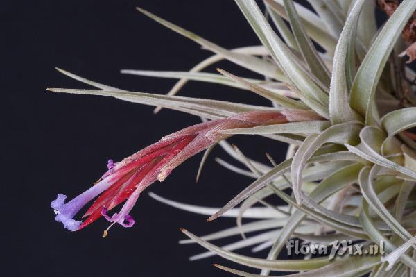 Tillandsia cochabambae