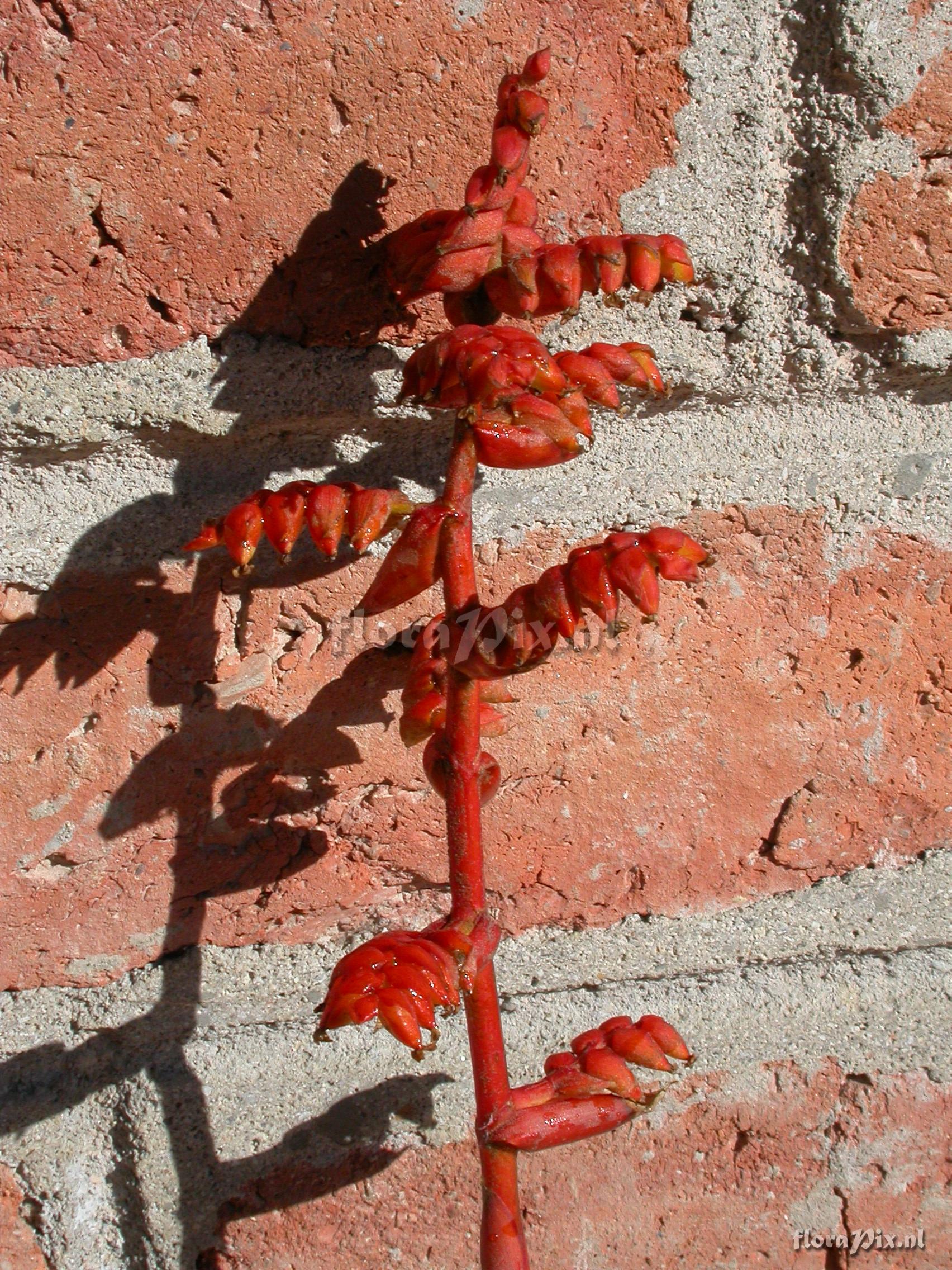 Racinaea tetrantha cf var. aurantiaca 