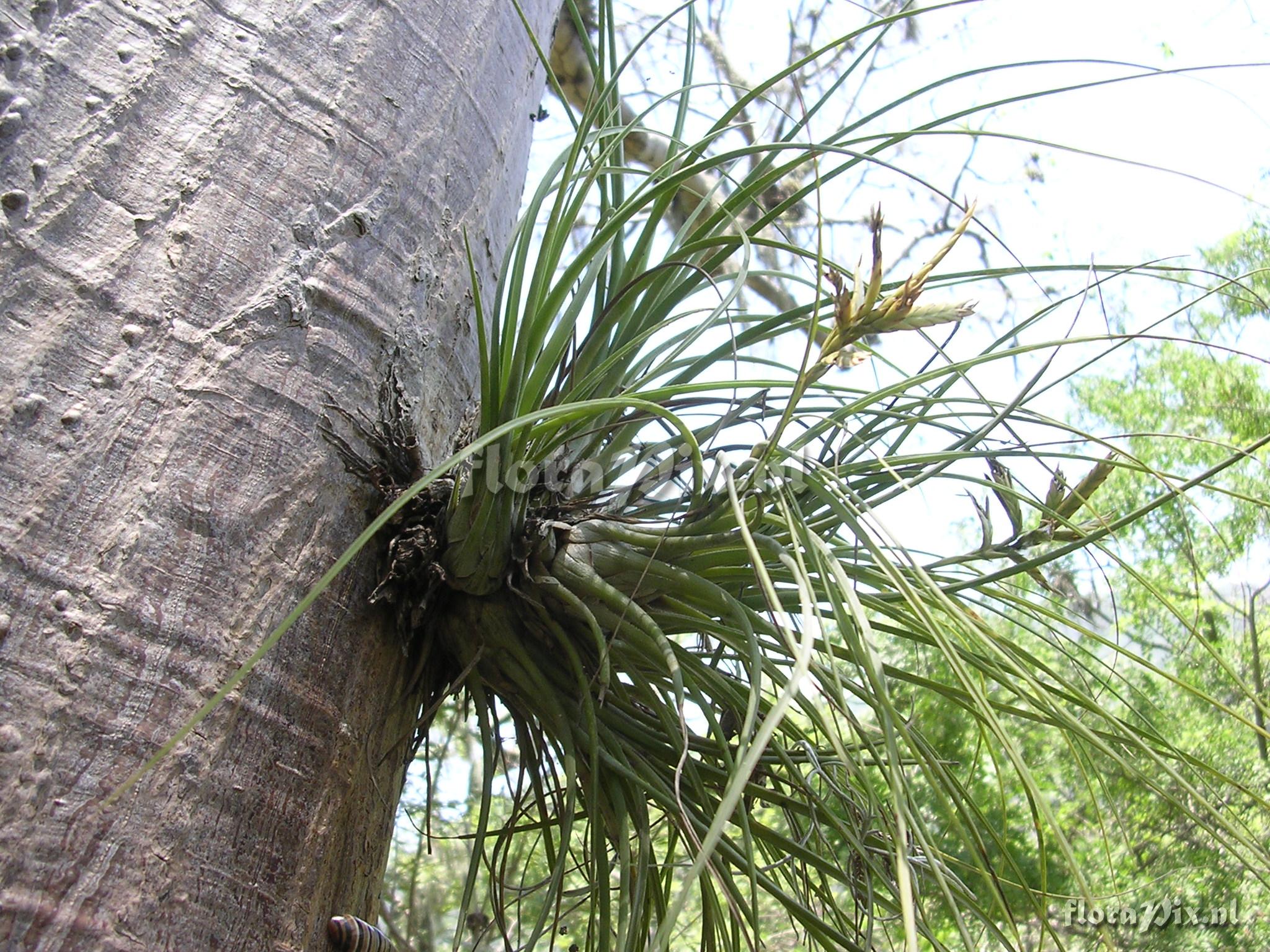 Tillandsia disticha Kunth