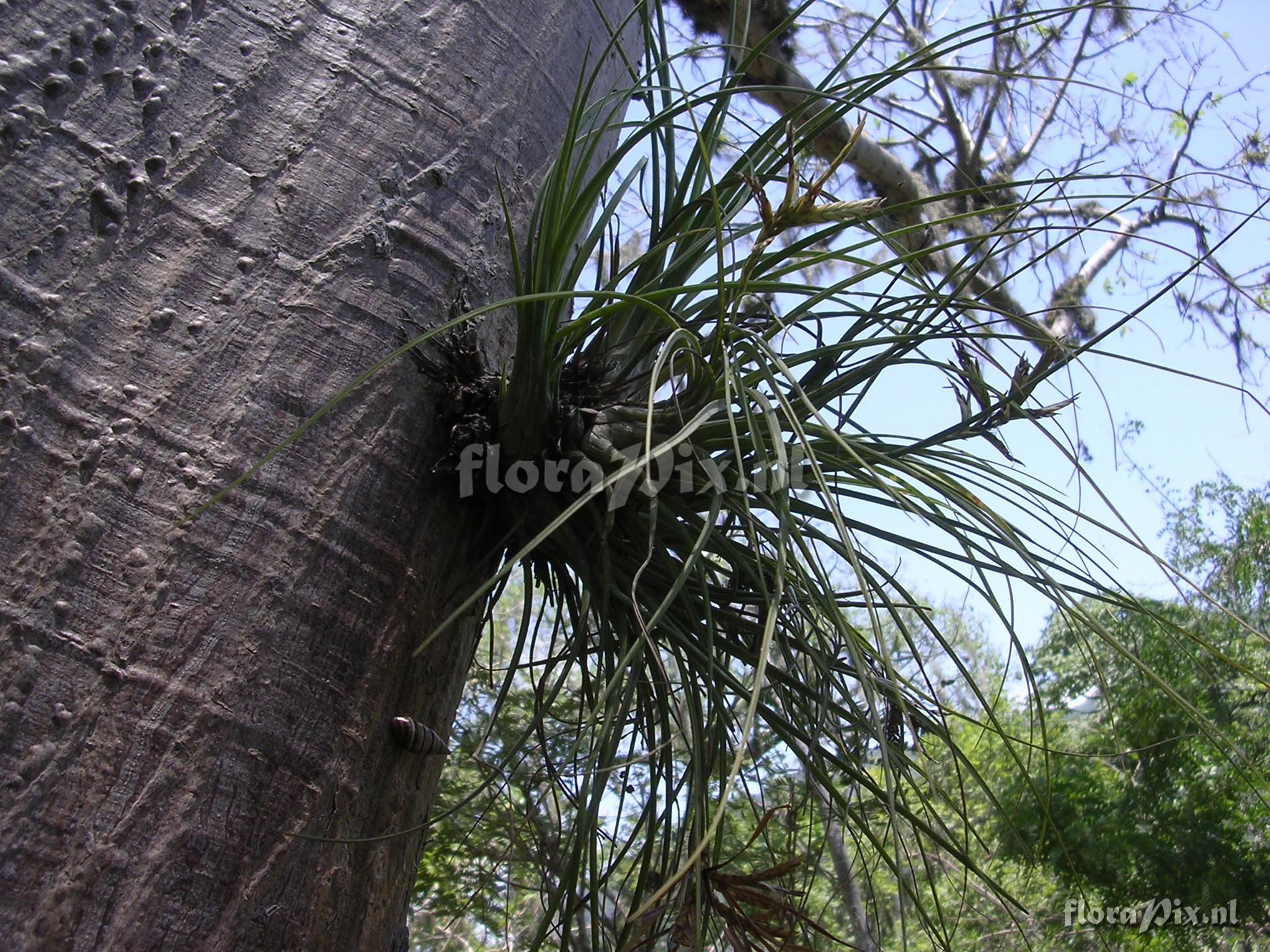 Tillandsia disticha Kunth