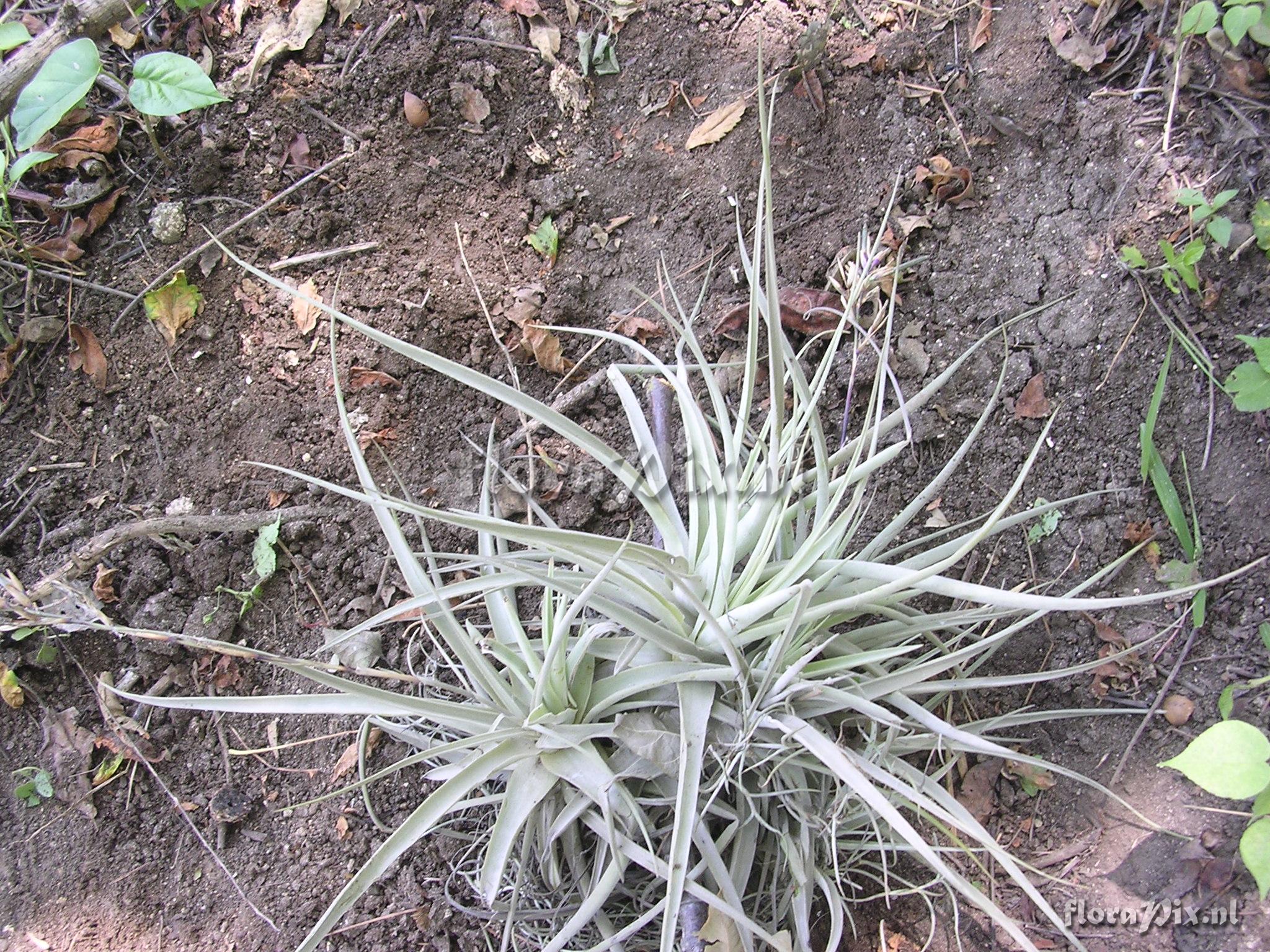 Tillandsia straminea Kunth