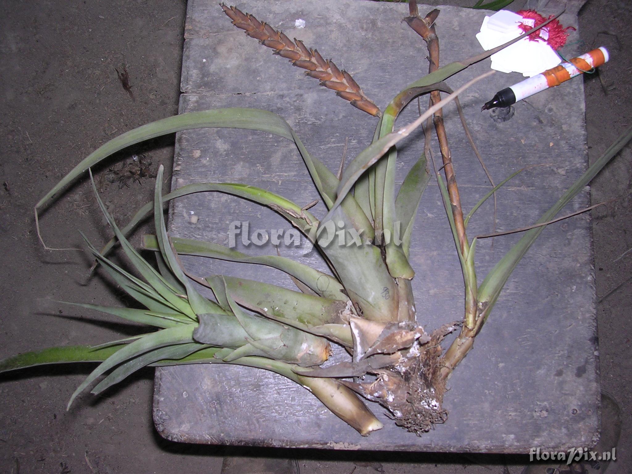 Tillandsia barclayana 