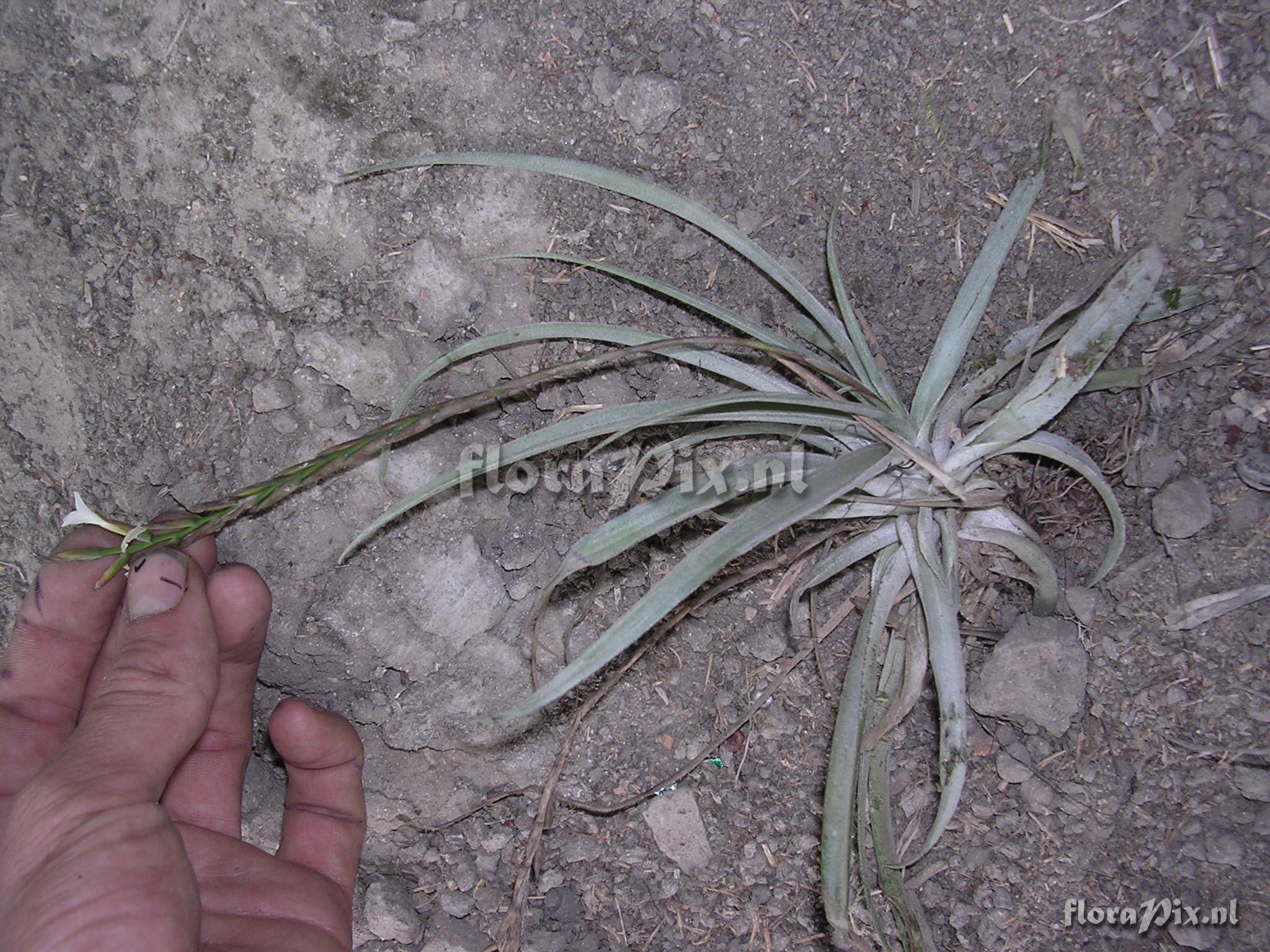 Tillandsia trichoglochinoides C. Presl