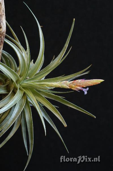 Tillandsia comarapaensis