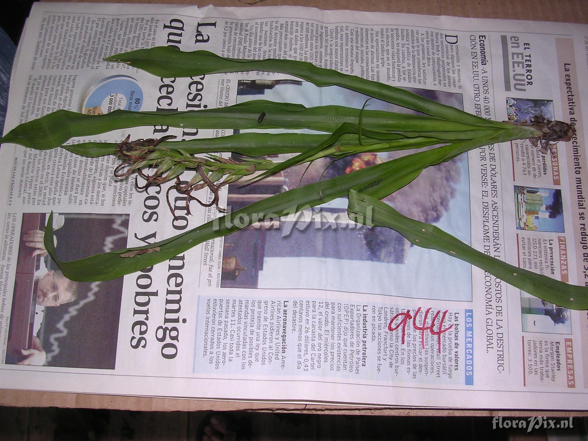 Pitcairnia sp. nov. (conocido como P. oblongifolia) 