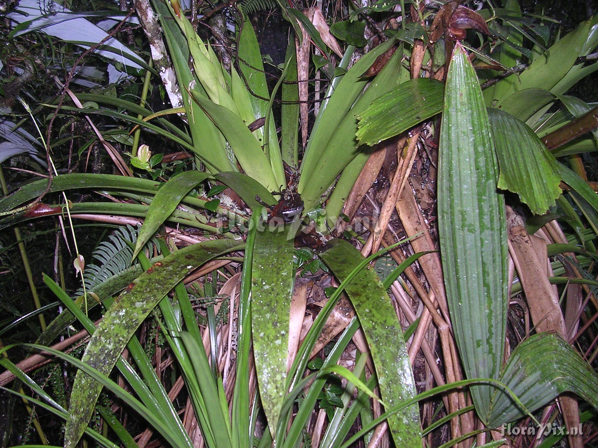 Guzmania killipiana