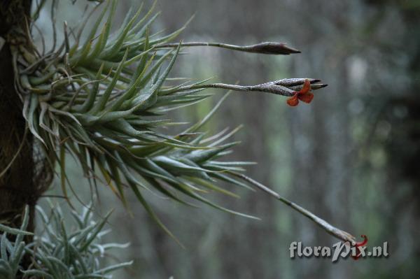 Tillandsia copynii