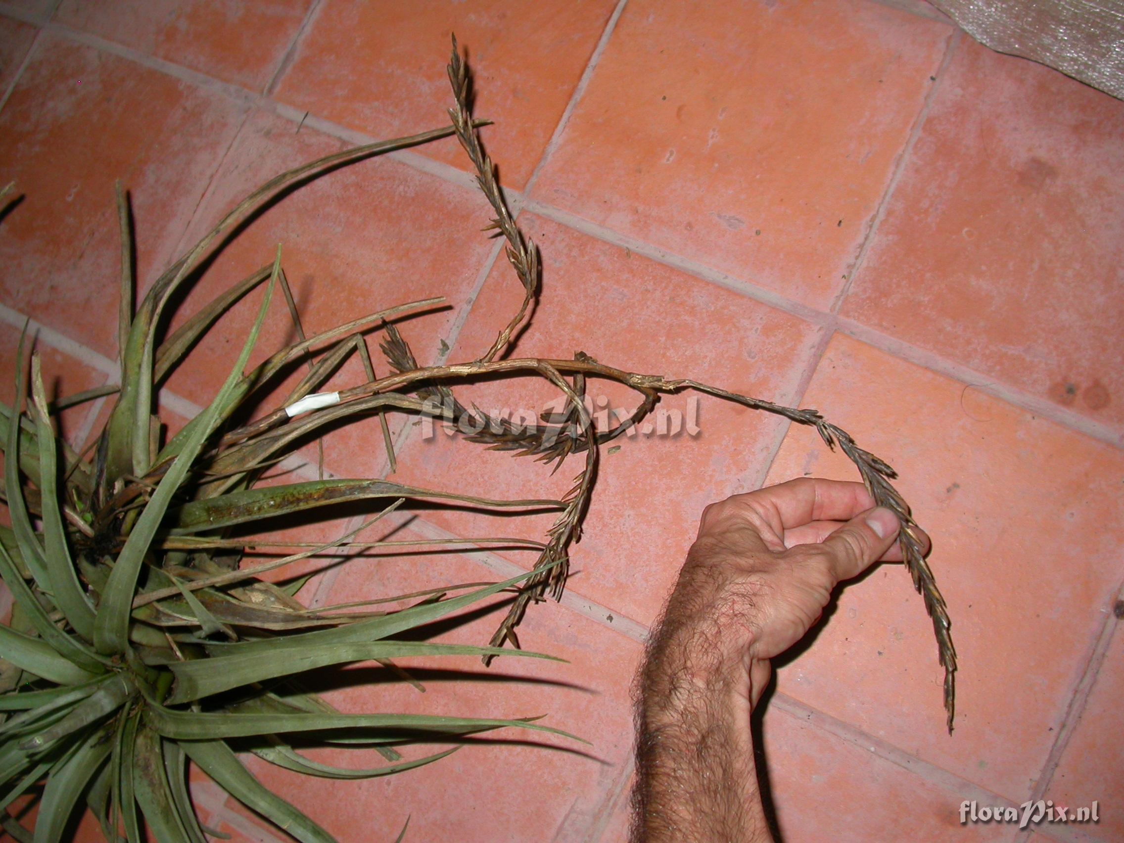 Tillandsia hitchkockiana (L.B. Sm.) L.B. Sm.