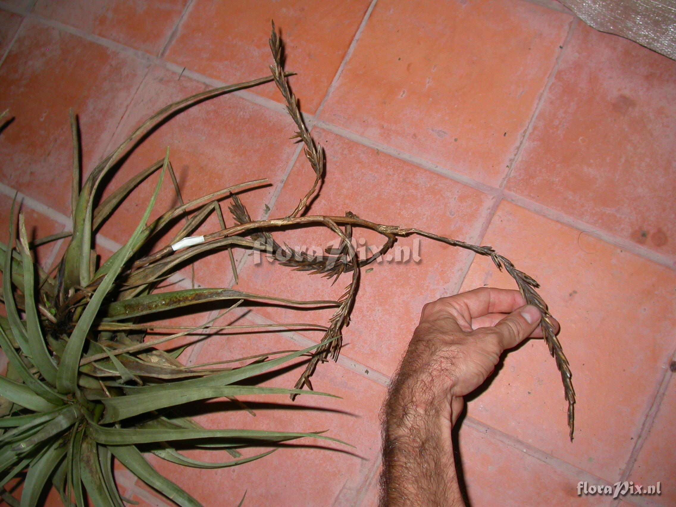 Tillandsia hitchkockiana (L.B. Sm.) L.B. Sm.