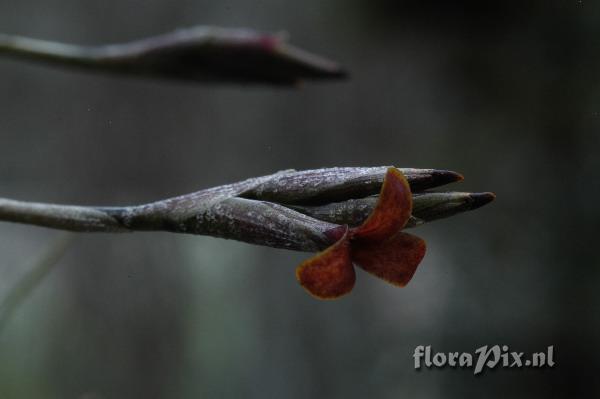 Tillandsia copynii