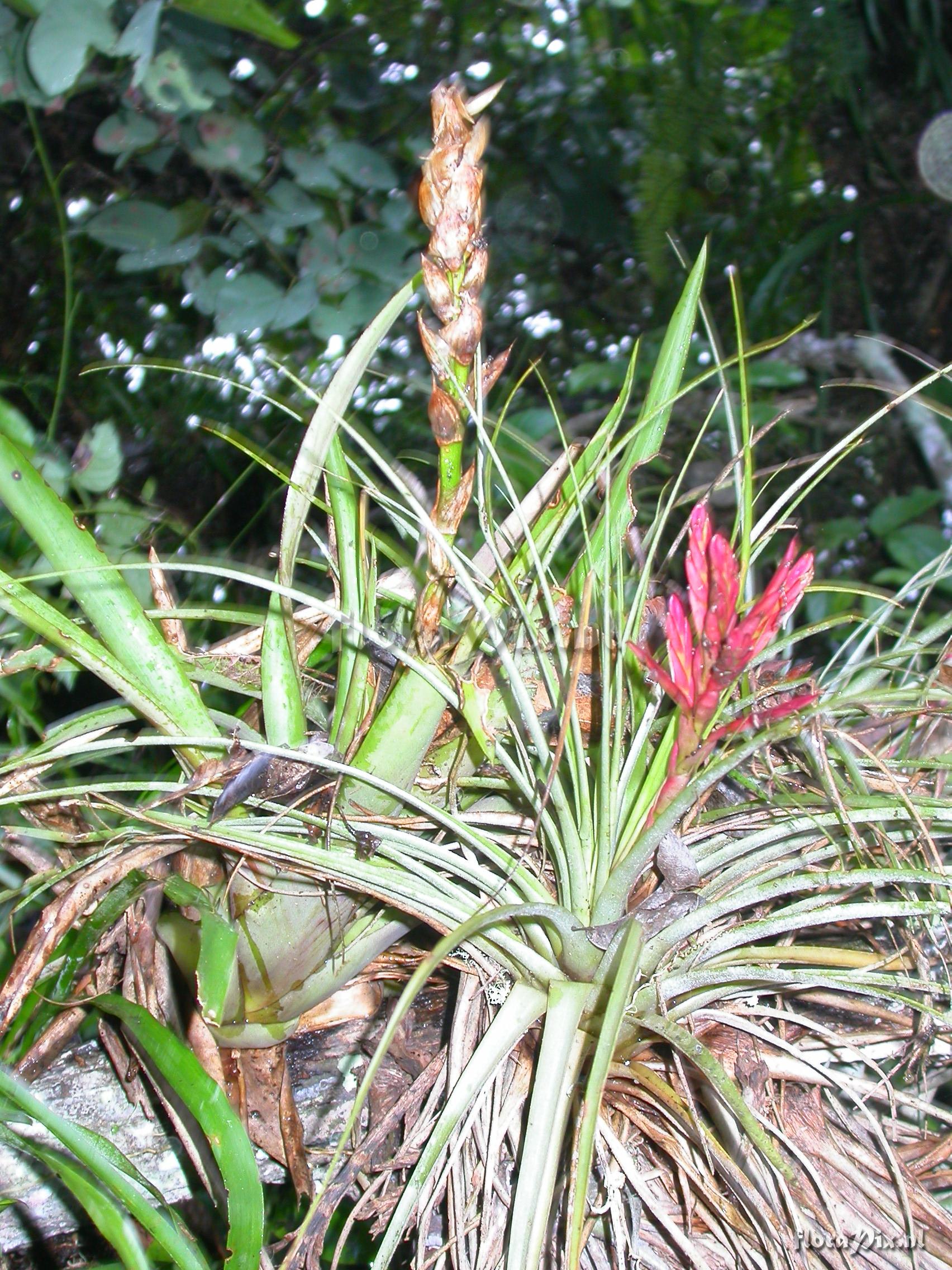 Tillandsia flagellata L.B. Sm.