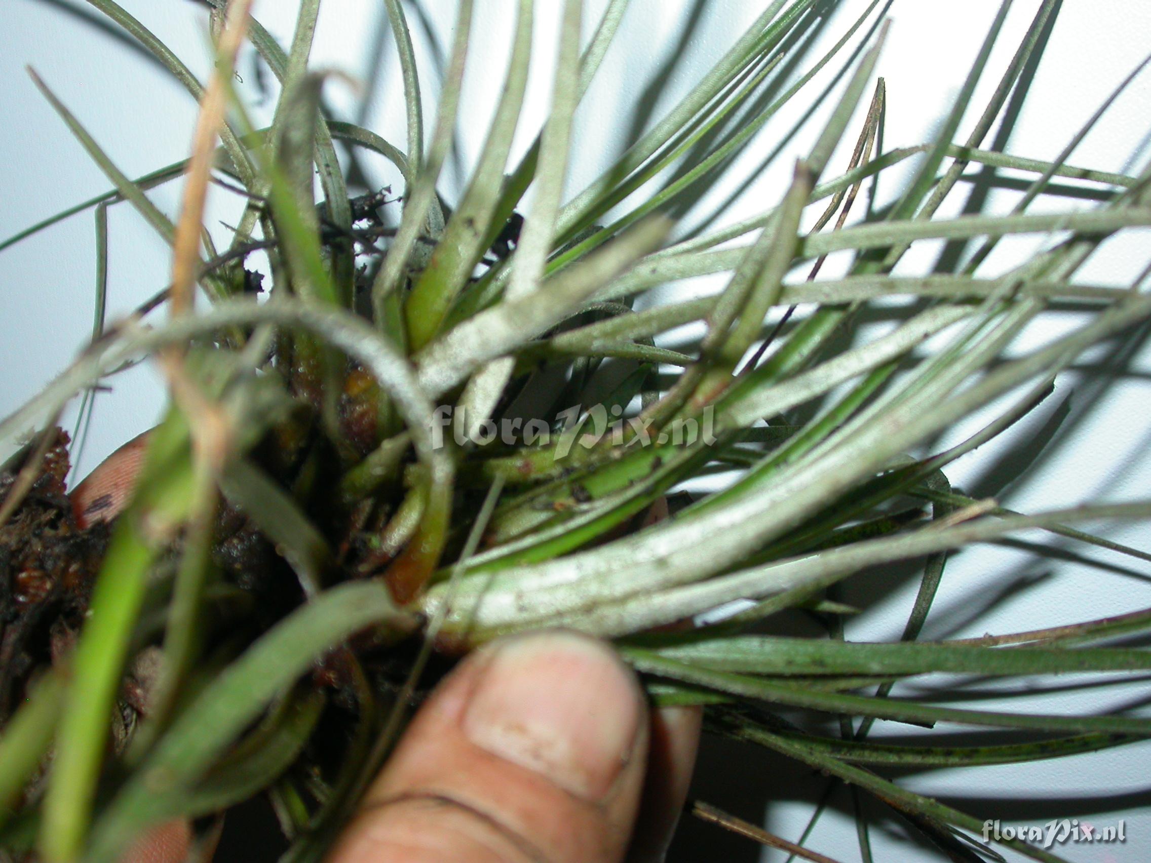 Tillandsia cf. floribunda 