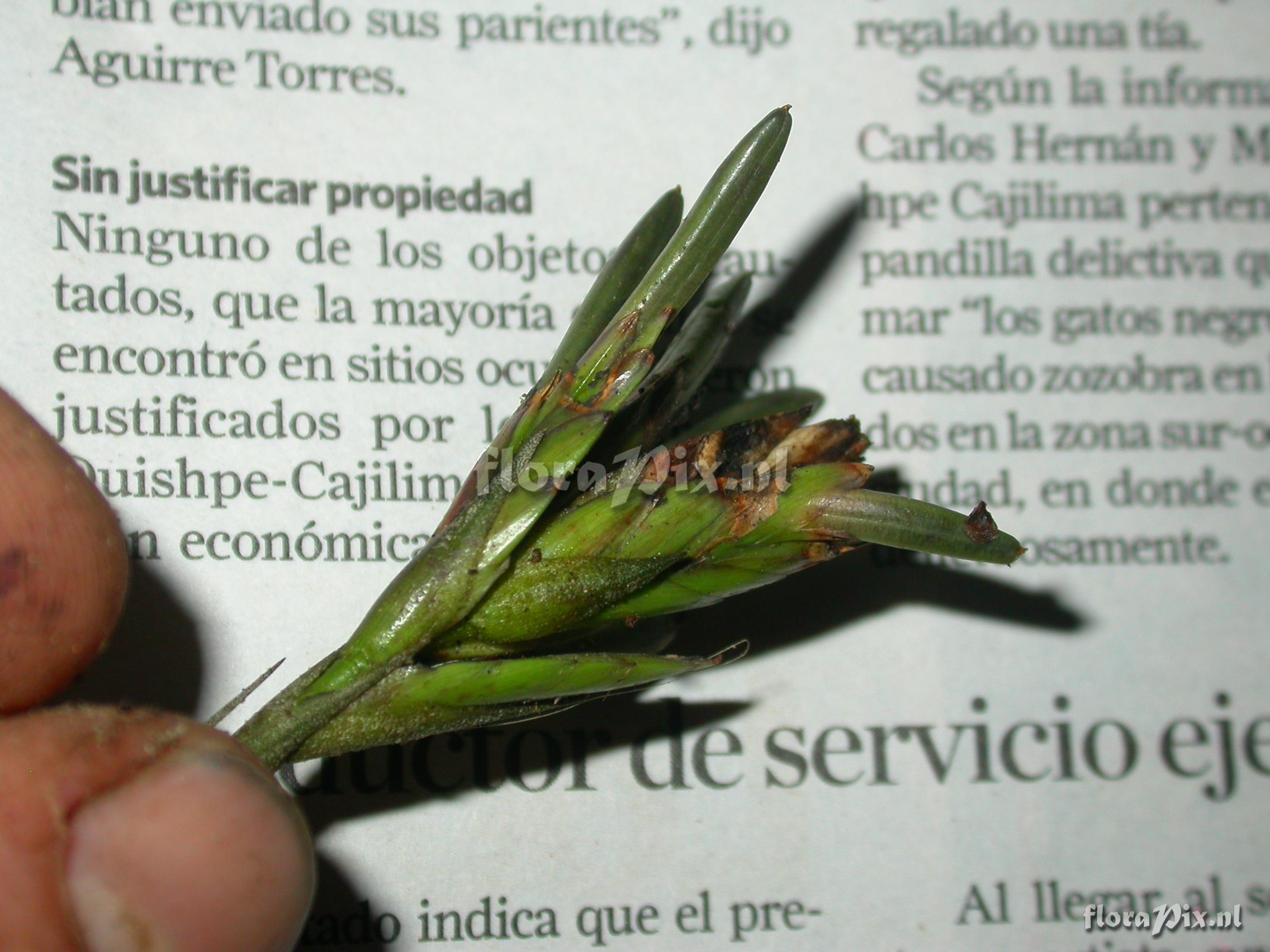 Tillandsia cf. floribunda 