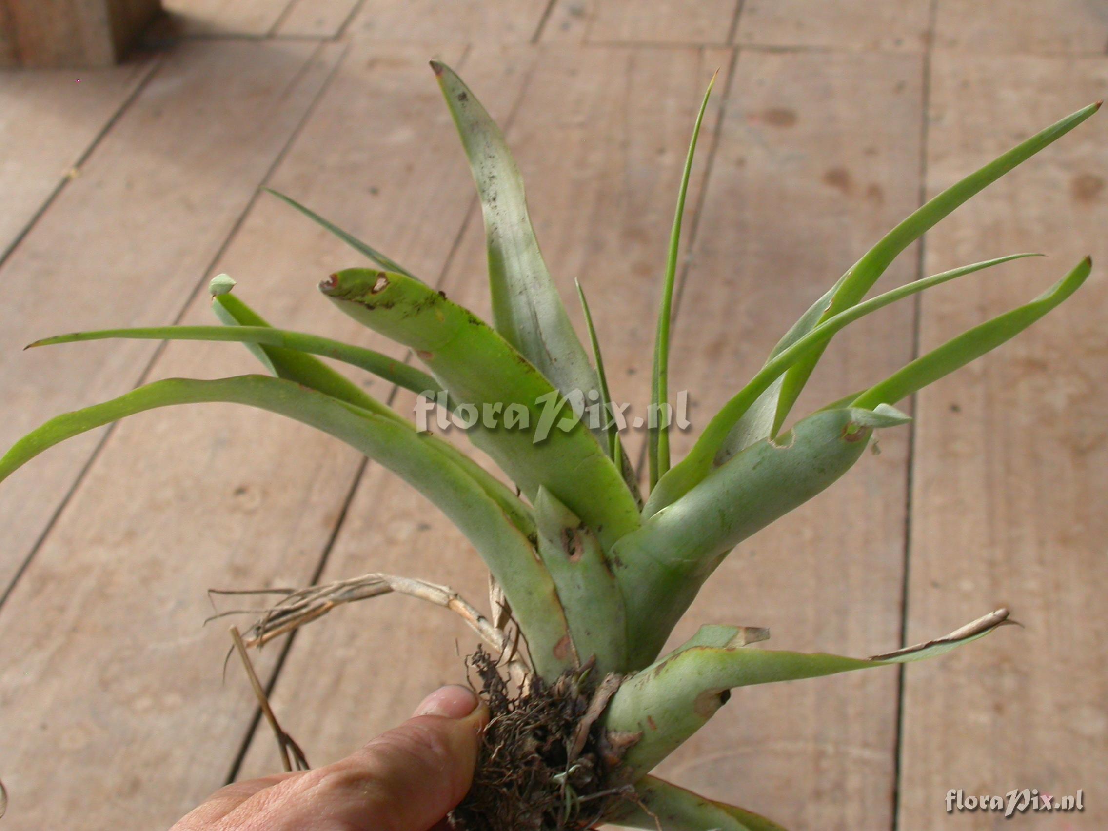 Racinaea multiflora var. tomensis (Benth.) M.A.Spencer & L.B. Sm.