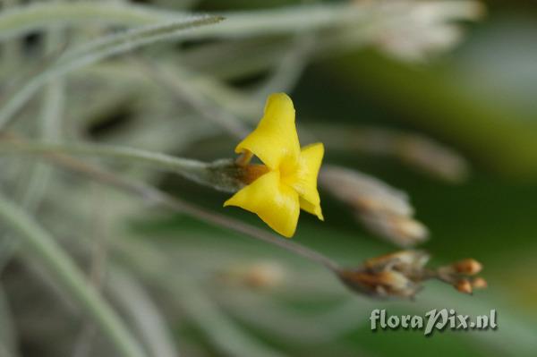 Tillandsia crocata