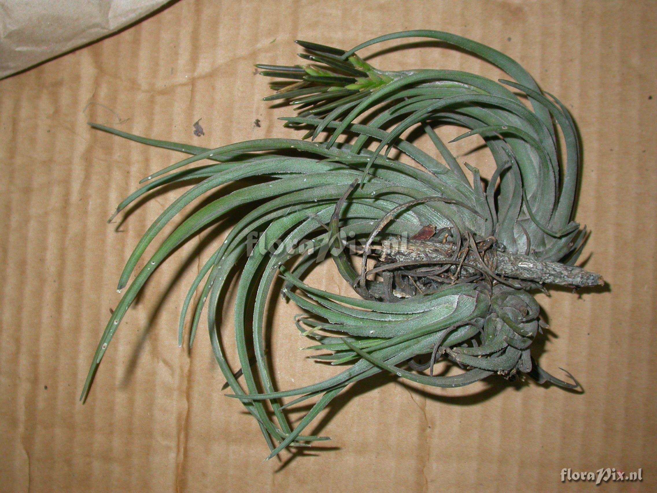 Tillandsia sp. nov. 