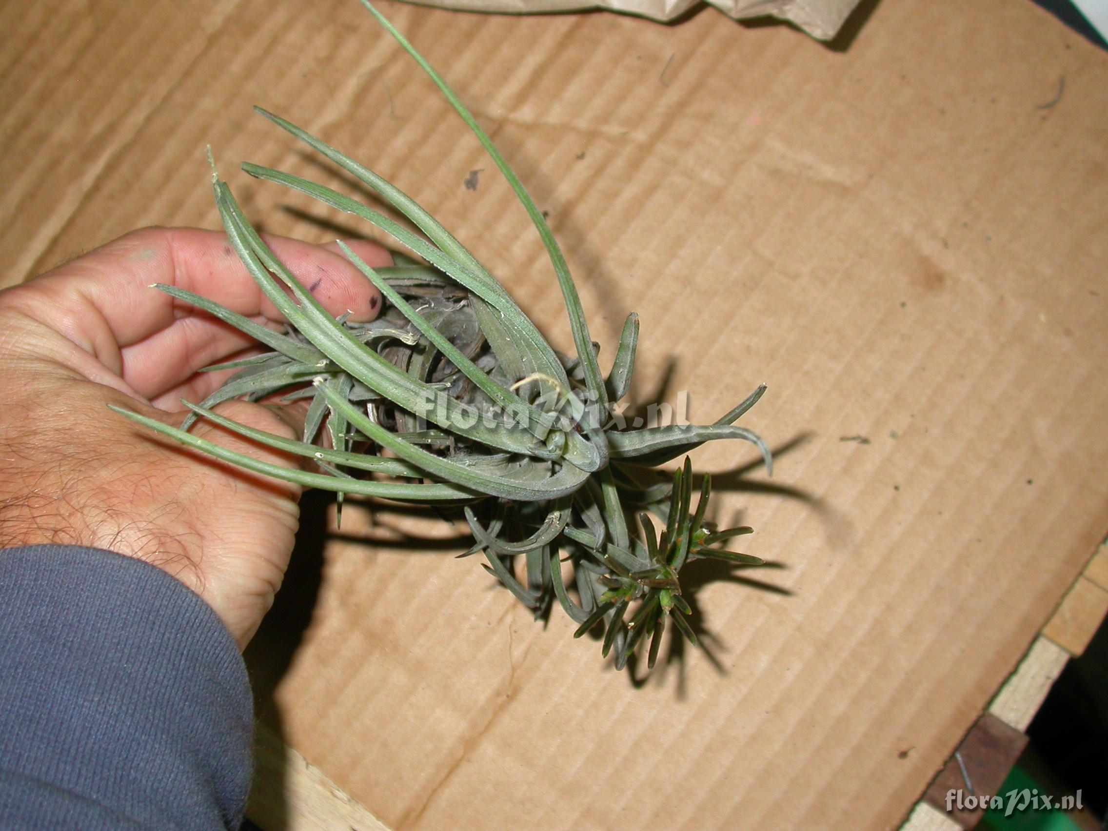 Tillandsia sp. nov. 