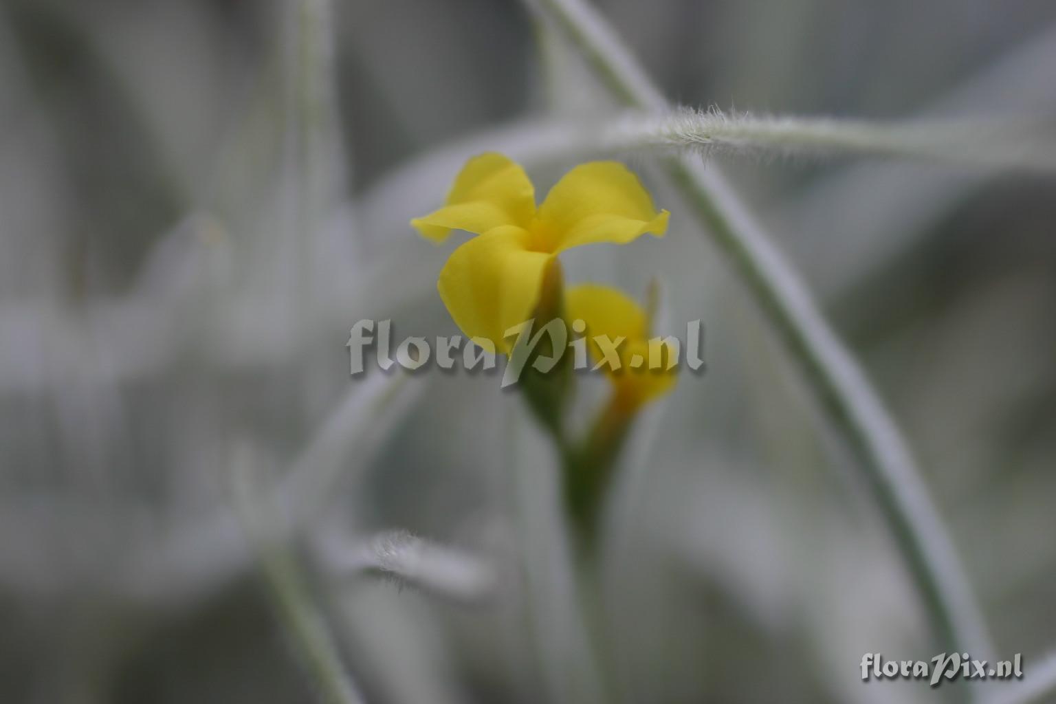 Tillandsia crocata